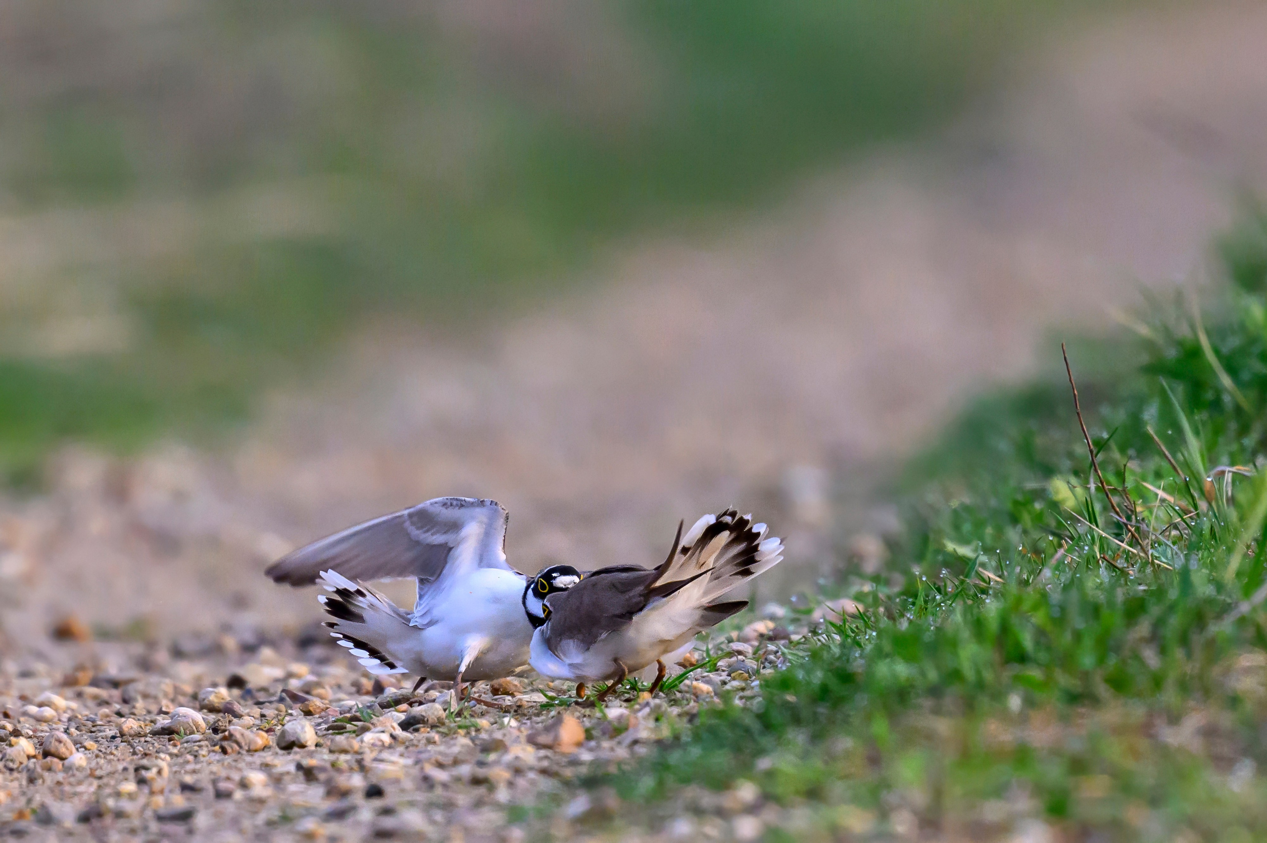 Малый зуек. Wildlife photography by Sergey Puponin