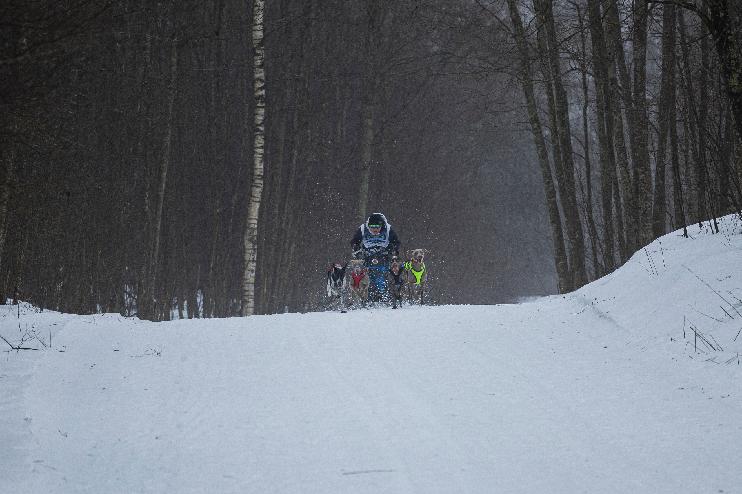 Зимний Чемпионат Санкт-Петербурга по ездовому спорту. Фотограф-анималист Анна Маринич