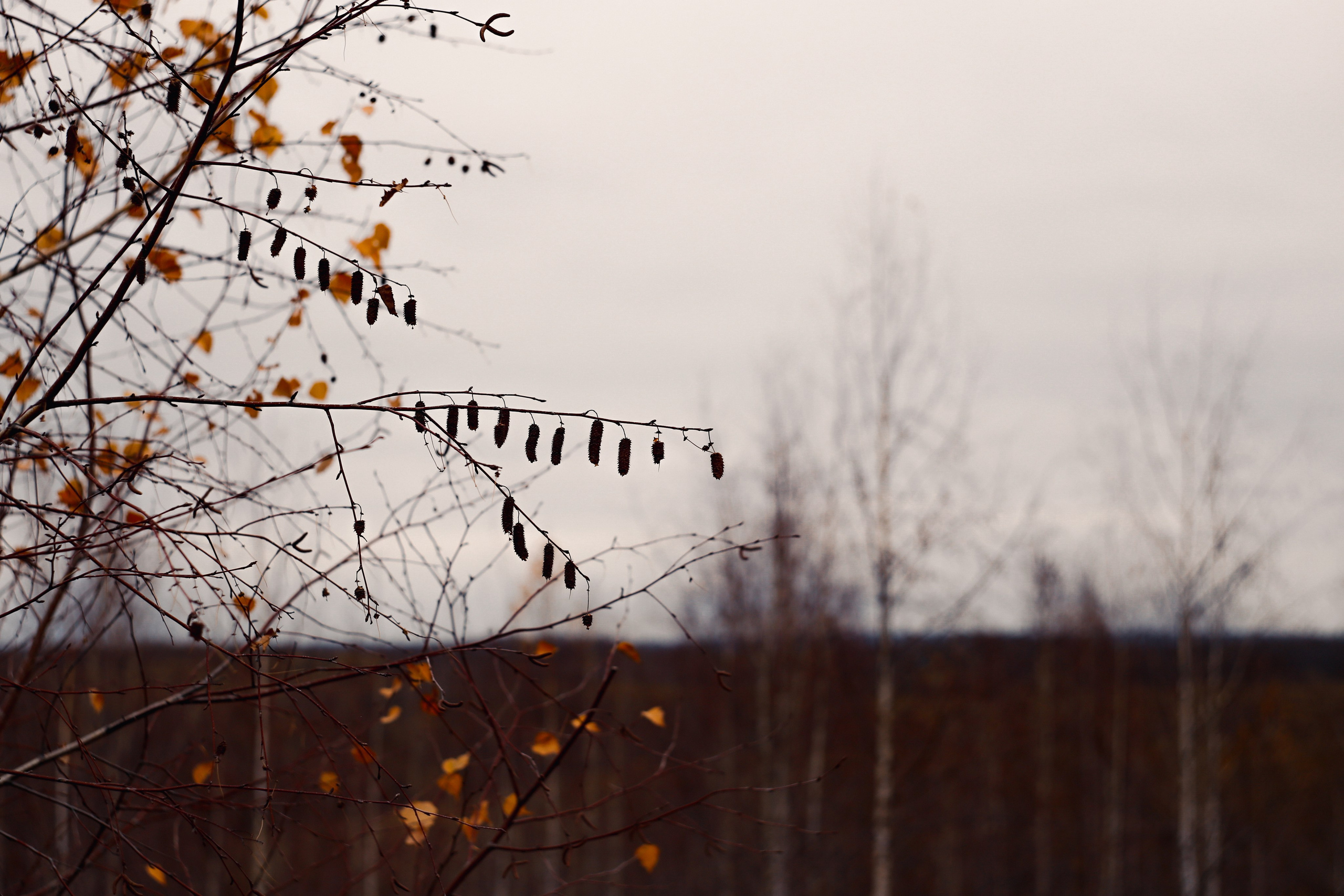 Ноябрь 2022. Efremovaphoto.ru