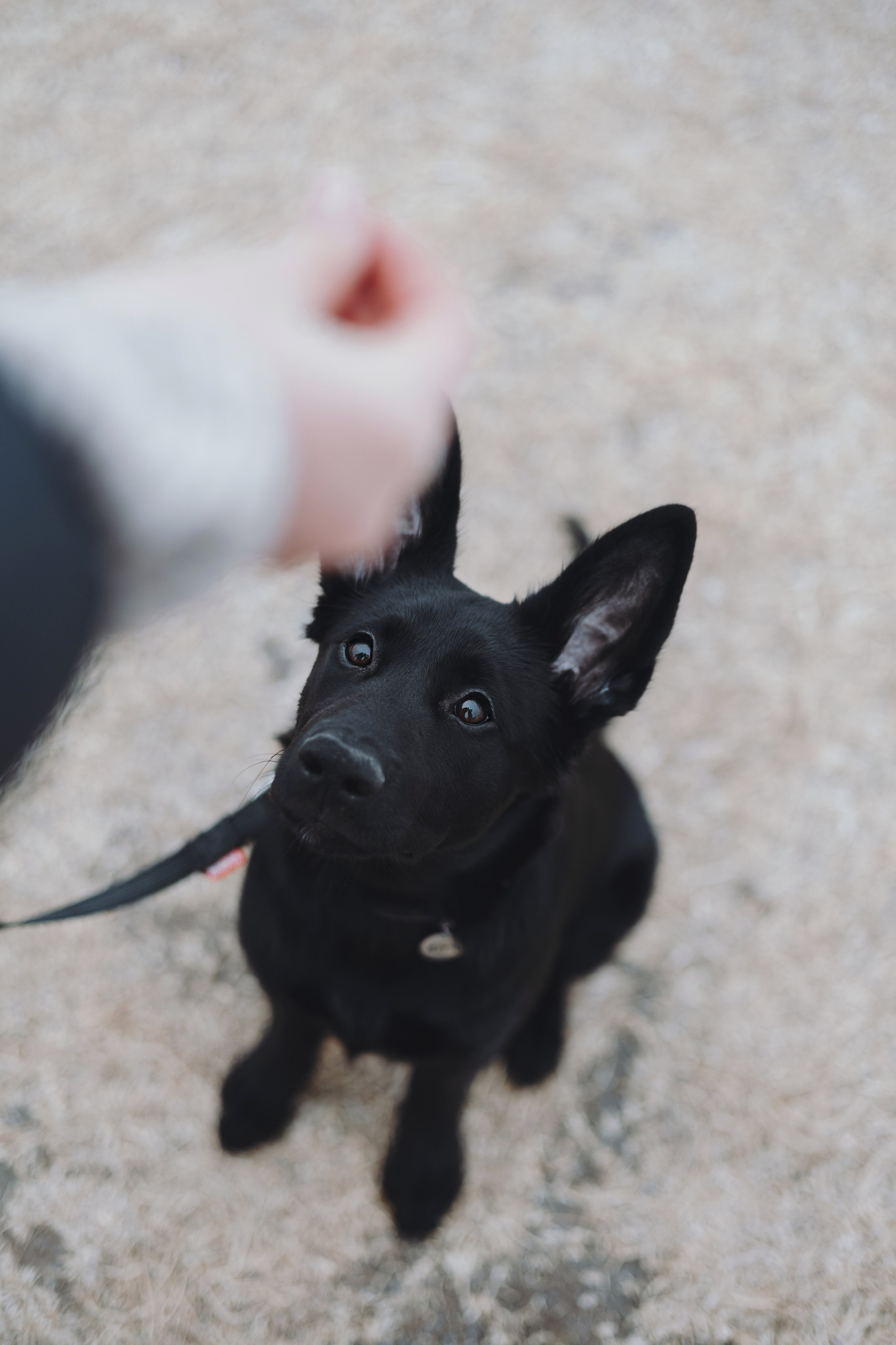 Ксения и Юта. Фотограф — анималист Владивосток, Алина