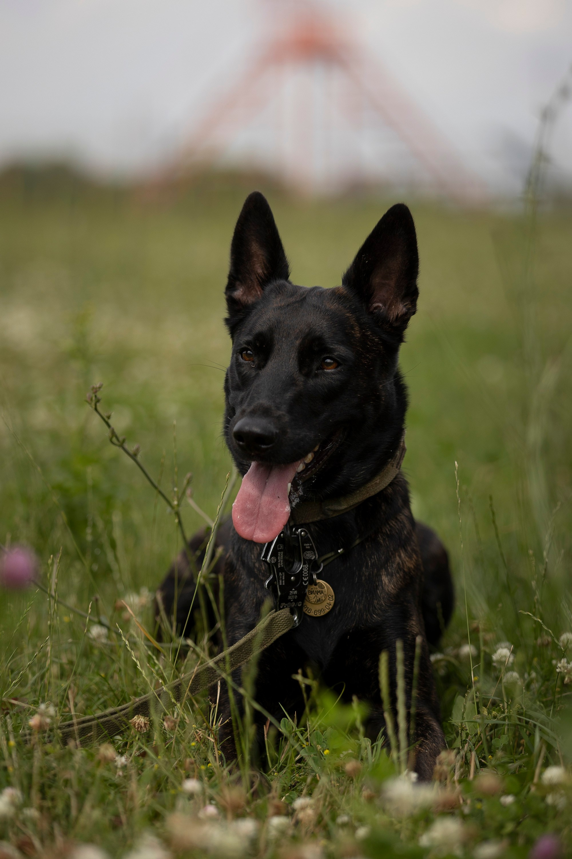 Семинар по поиску ВВ. Фотограф анималист, семейный фотограф, фотограф собак Комратова Мария. г. Москва