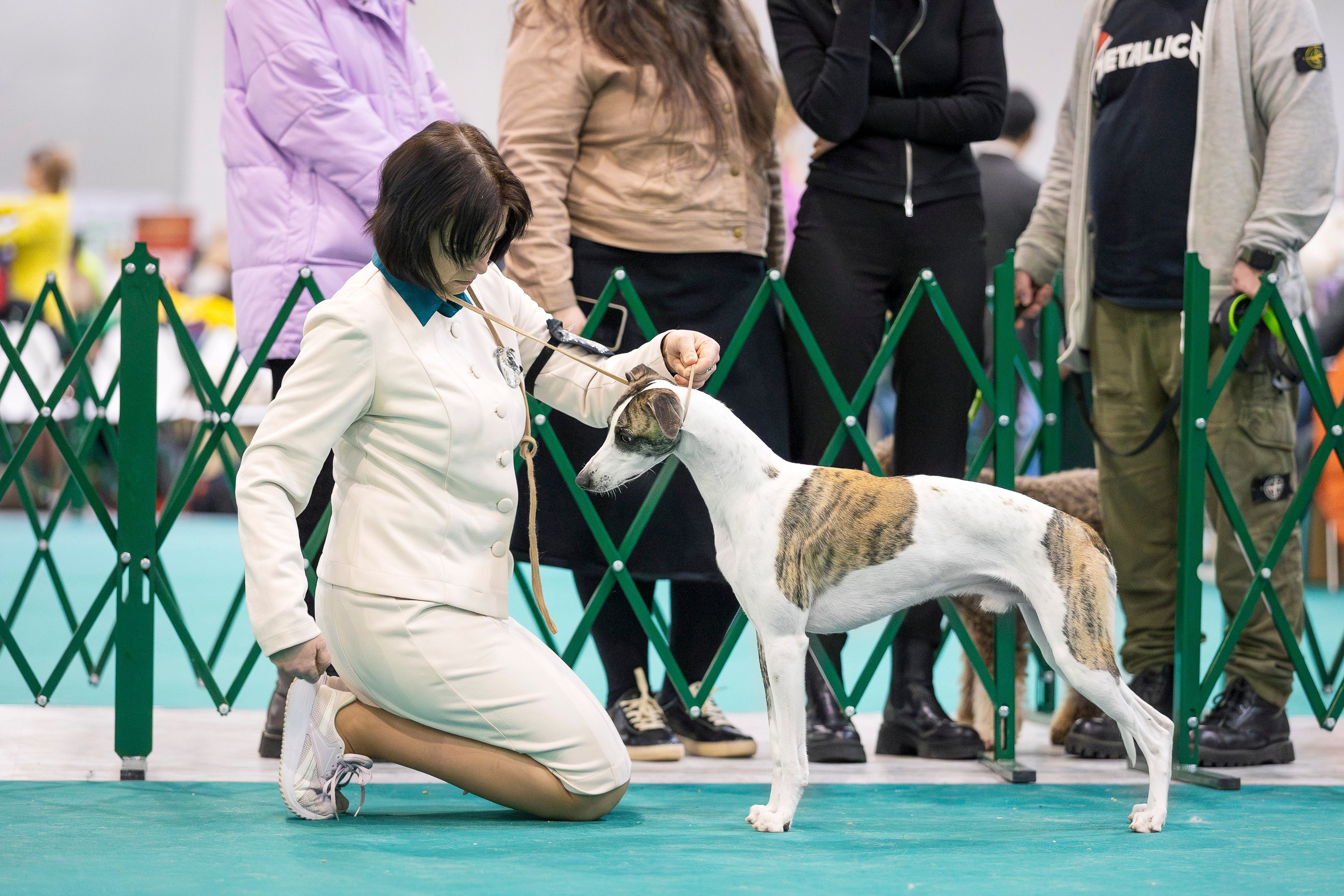 Крокус 10.02. Фотограф анималист, семейный фотограф, фотограф собак Комратова Мария. г. Москва