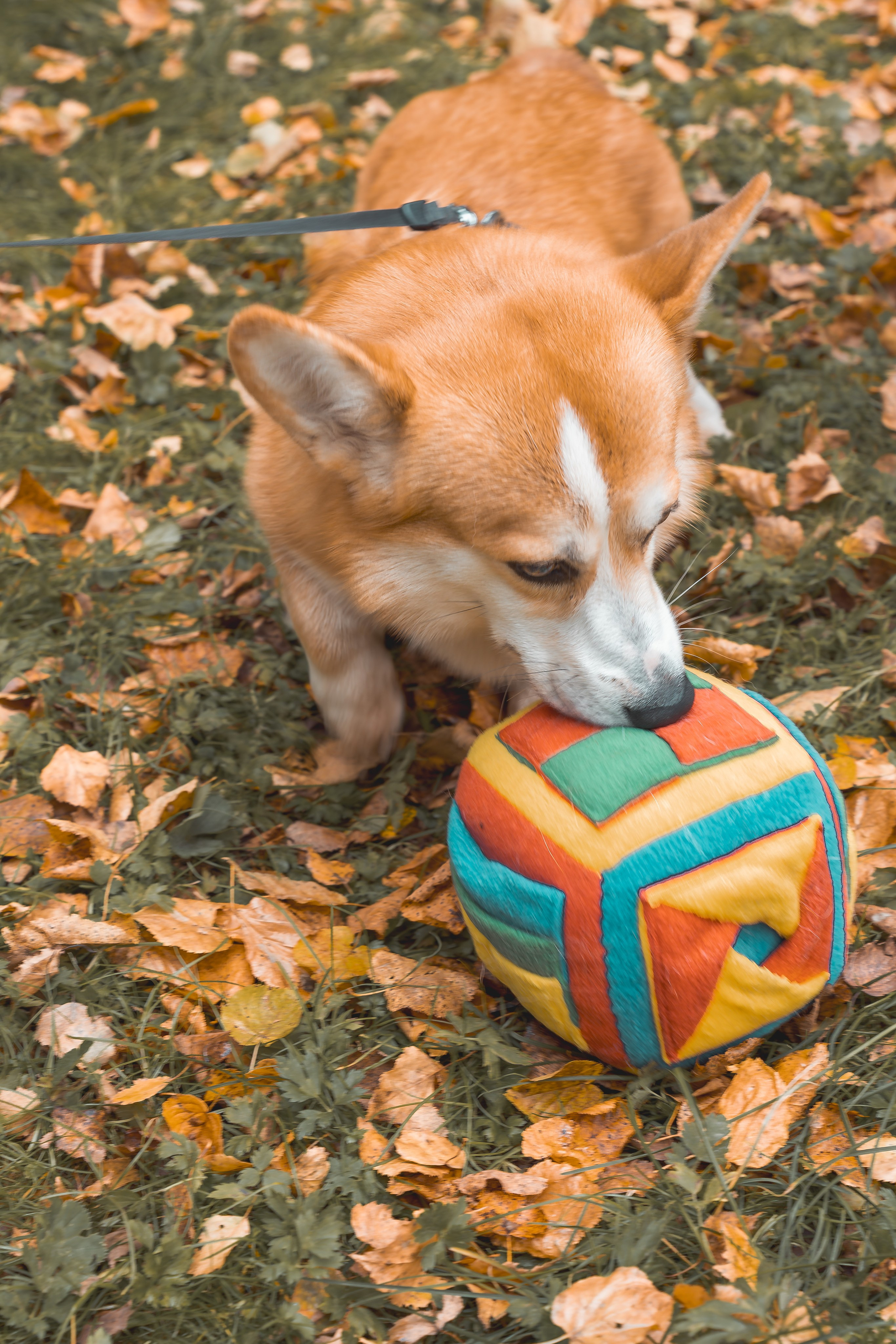 фотография собачки корги мграет с мячом