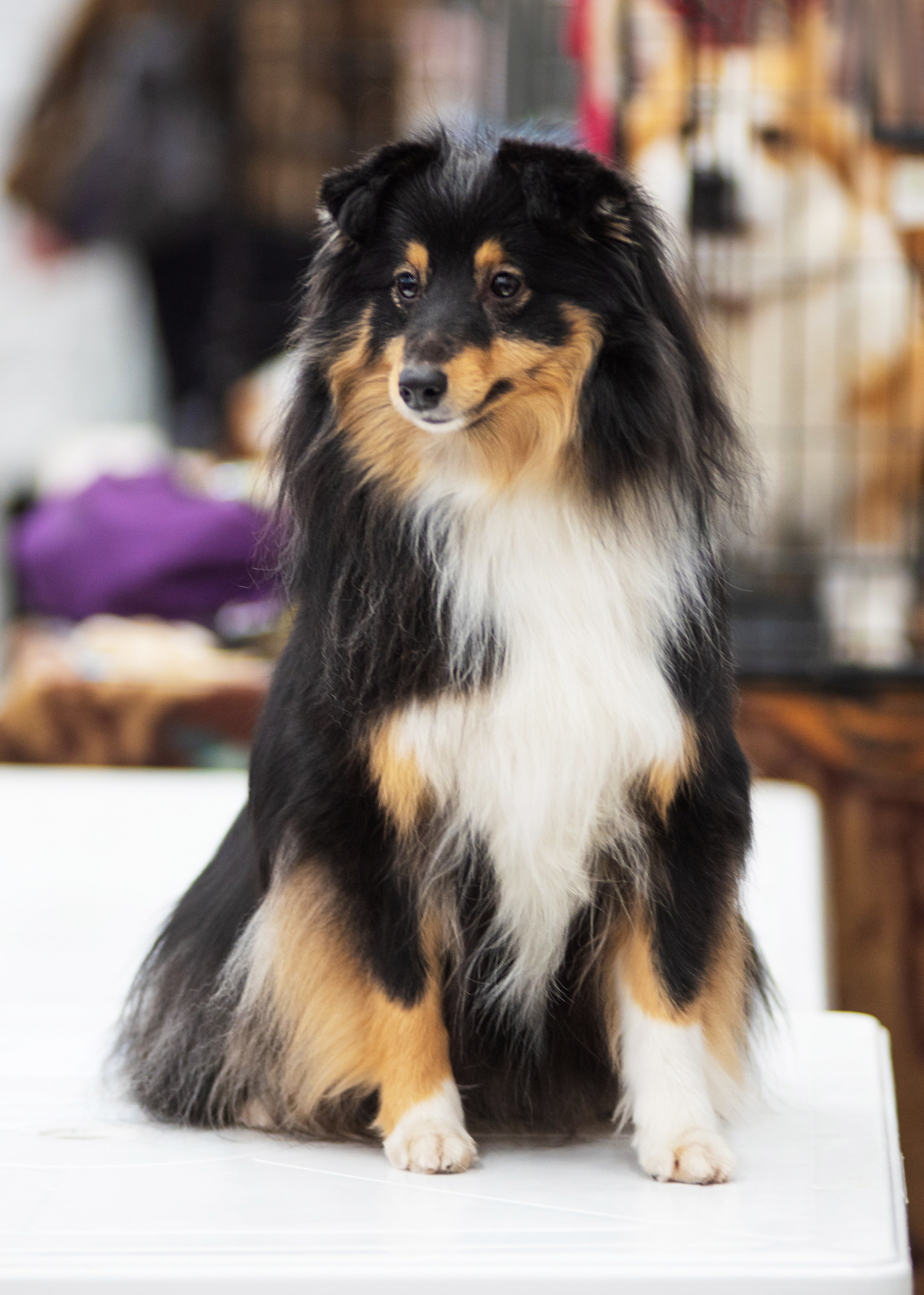 Выставка собак тюмень 14.01.2023. Дог-фотограф в Тюмени Александра Королева