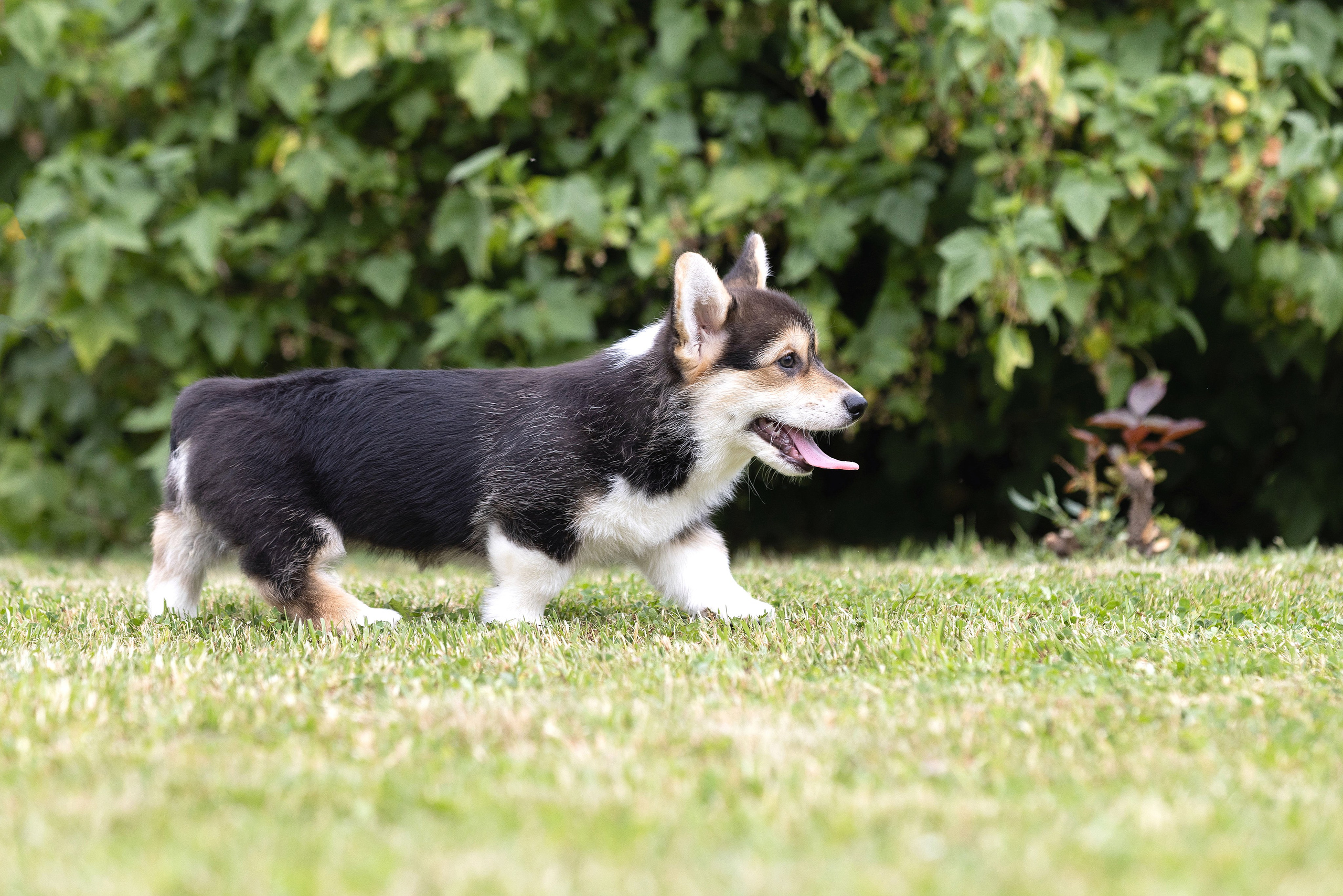 Свободные щенки. Главная