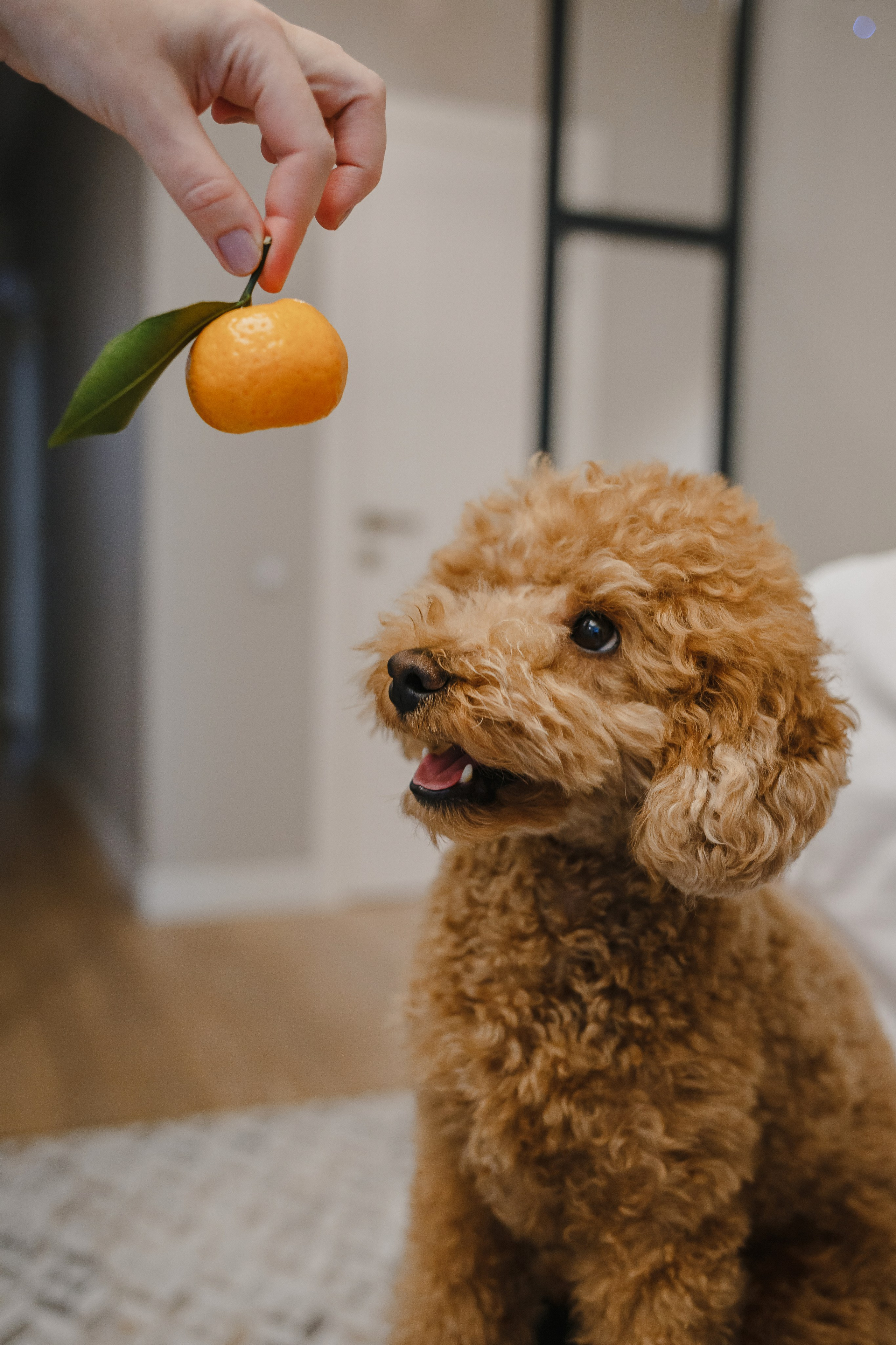 Константин и Валентина. Семейный фотограф Николаева Ольга