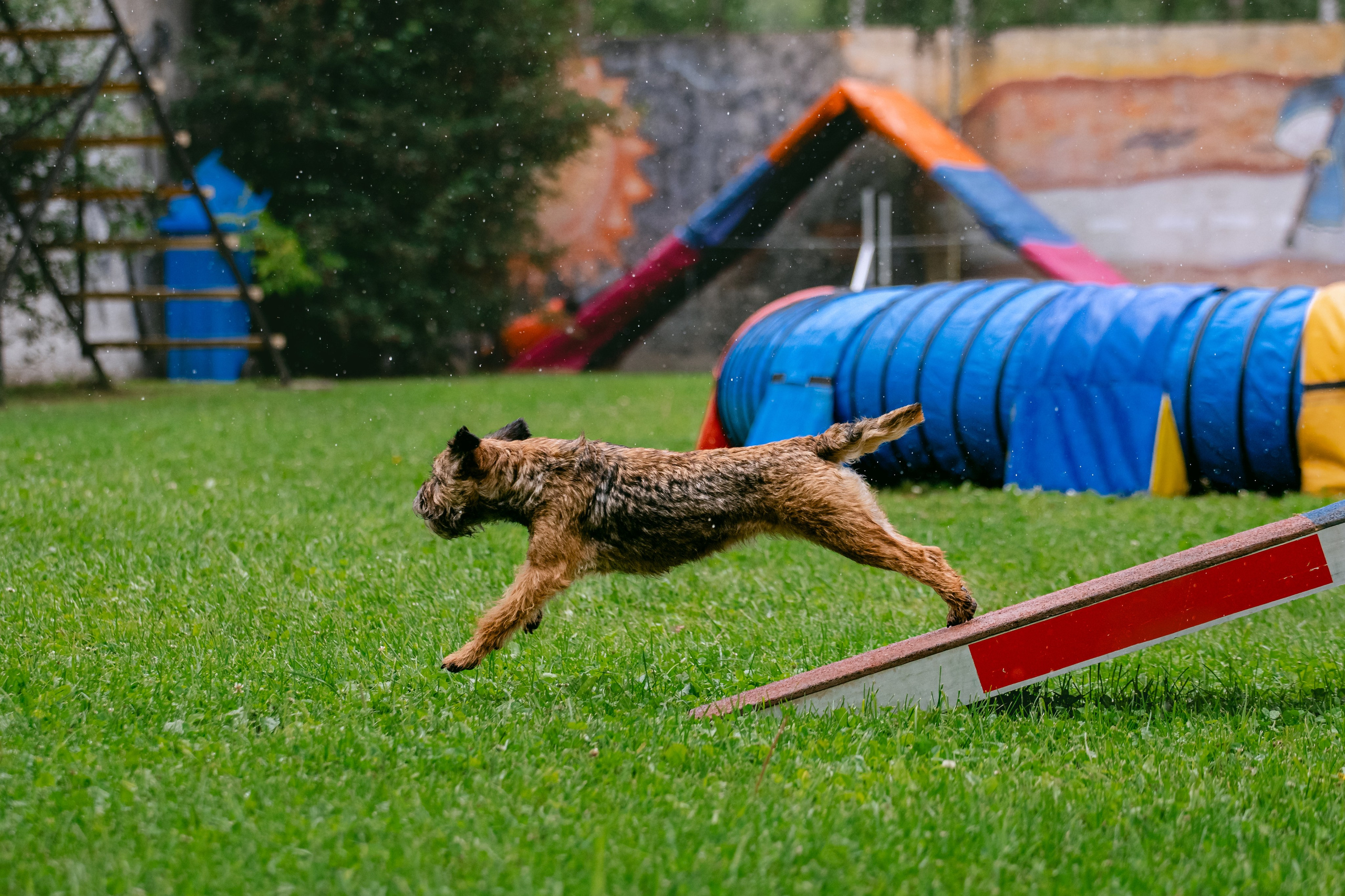 Соревнования по аджилити Долгопрудный 30.06.2025. Фотограф-анималист Татьяна Степанова