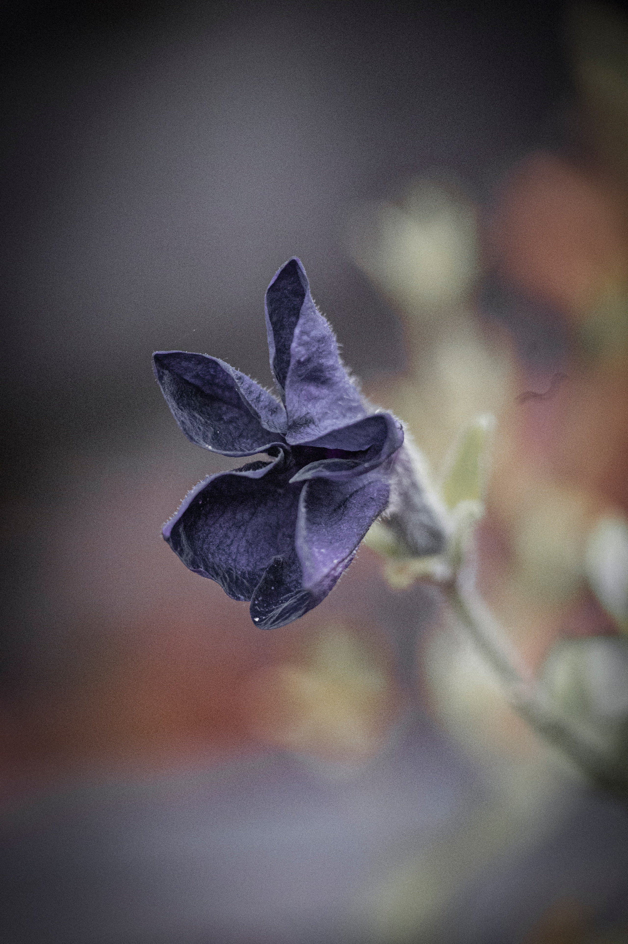 Осенние цветы. Фотограф Роман Адлер