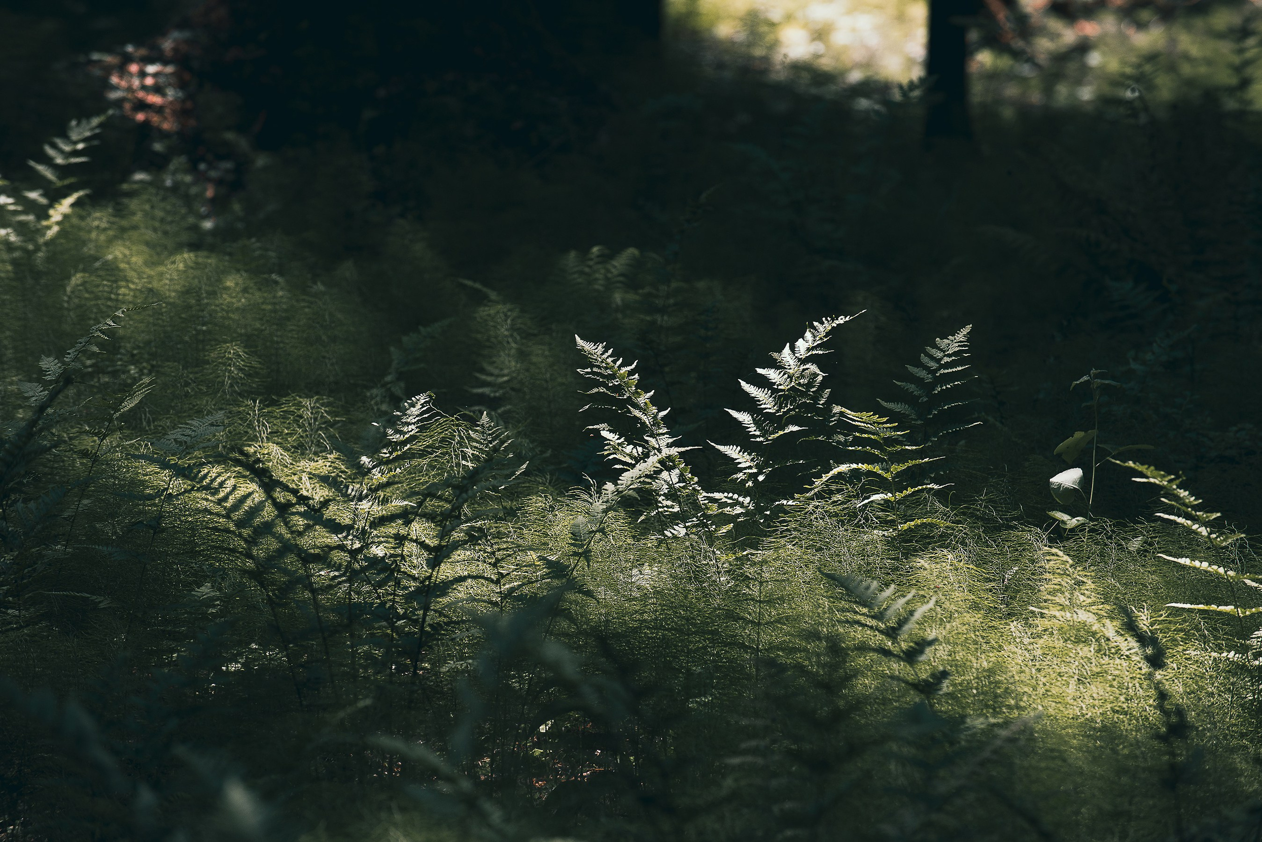 Карелия. Фотограф-анималист Наталья Светличная