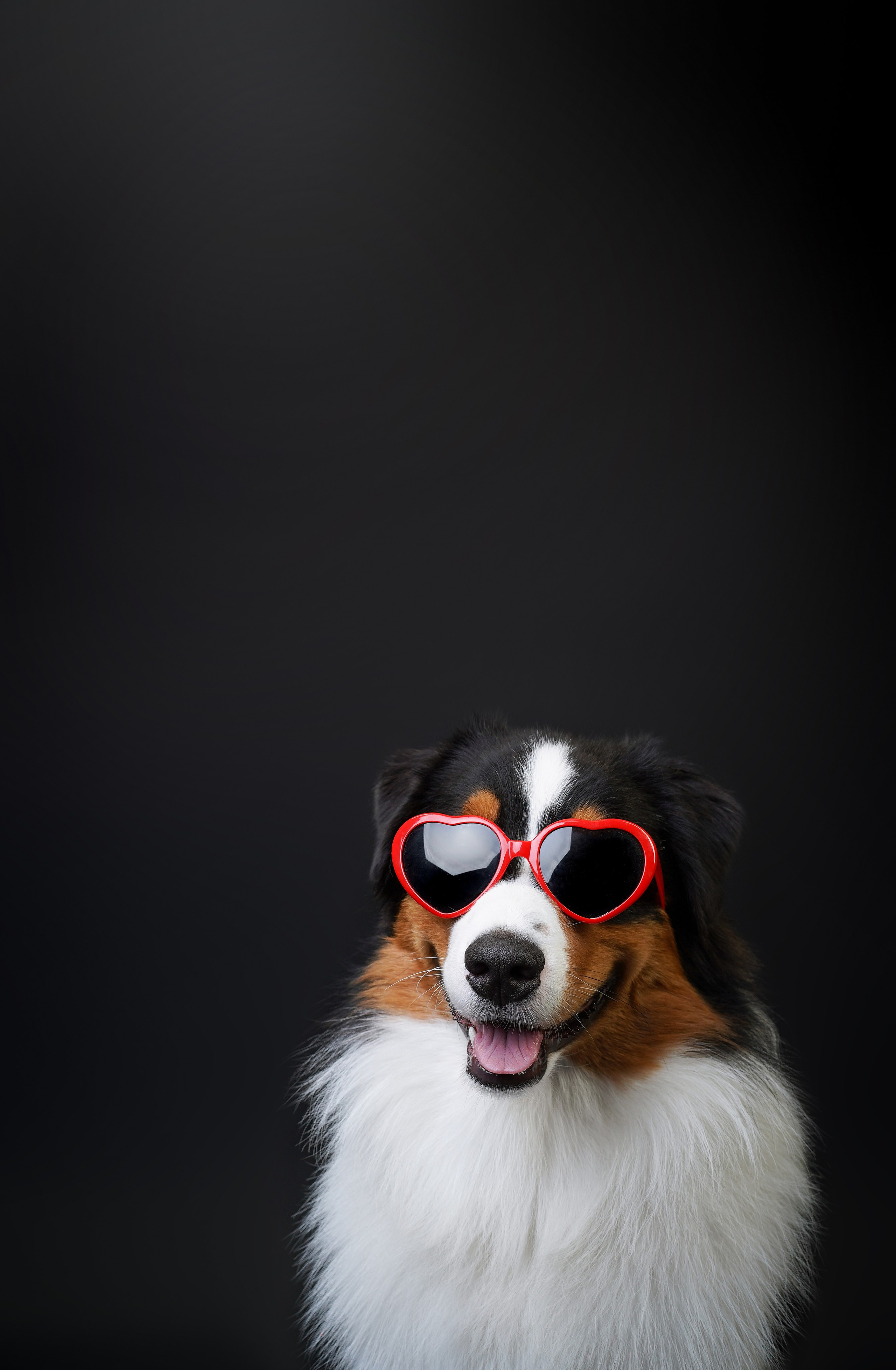 Аусси Бэст. Фотограф-анималист в Санкт-Петербурге Яна Мартынова