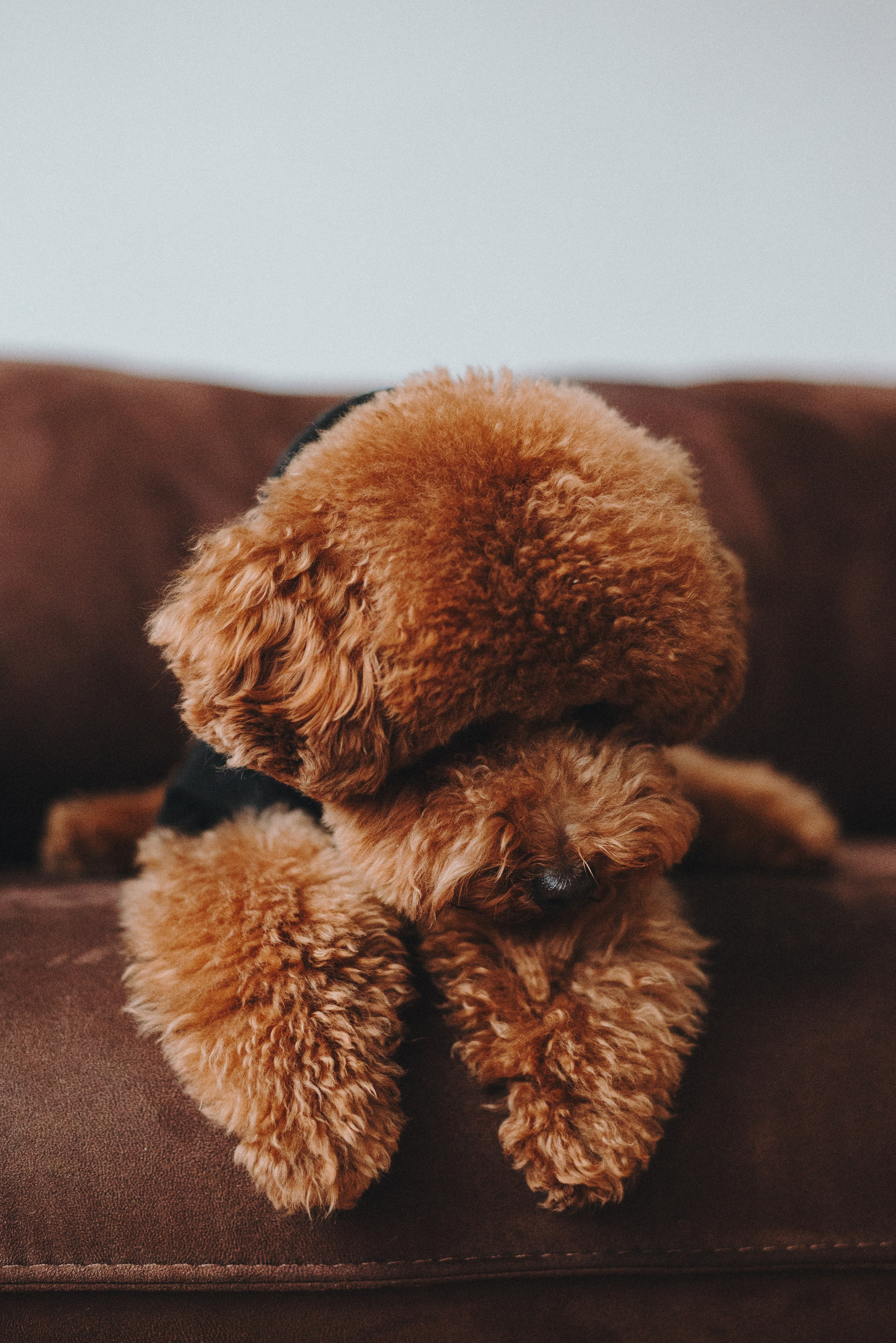 Alena & Marsel. Natalia Finch Photography — Family, Kids & Pet Photographer in Chicago, IL