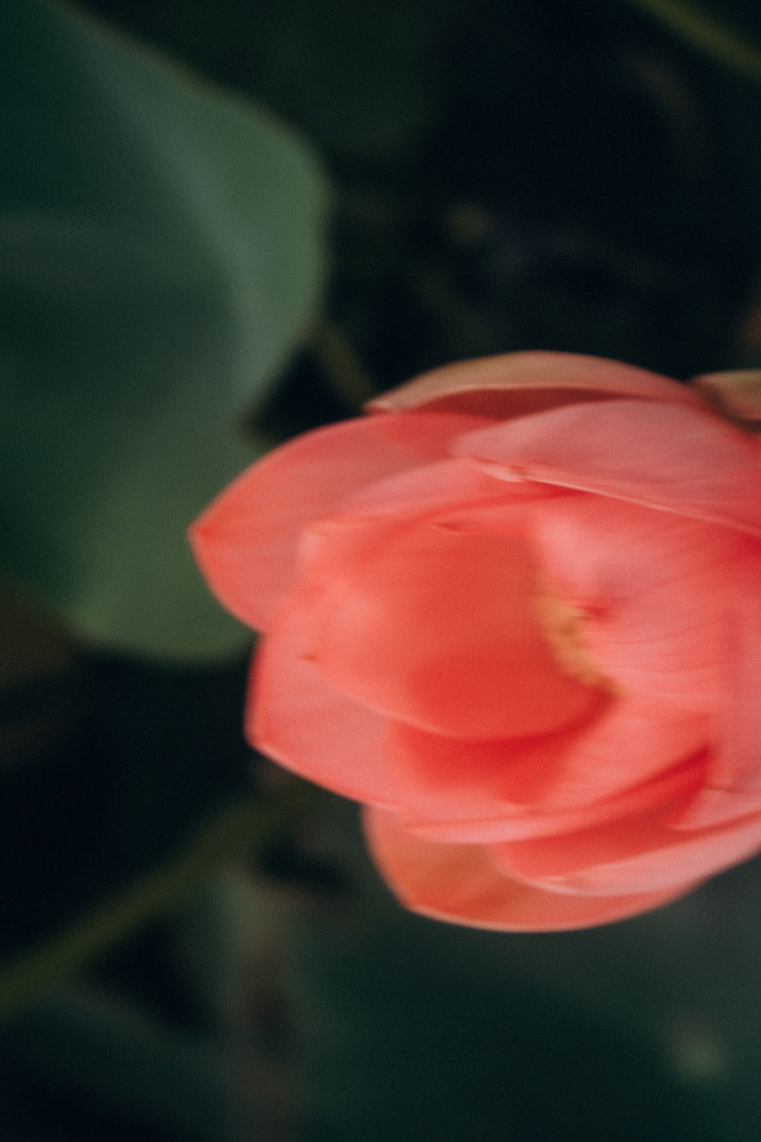 ЛОТОСОВАЯ ПОЛЯНА. Профессиональный фотограф, Санкт-Петербург — Виктория Богомолова