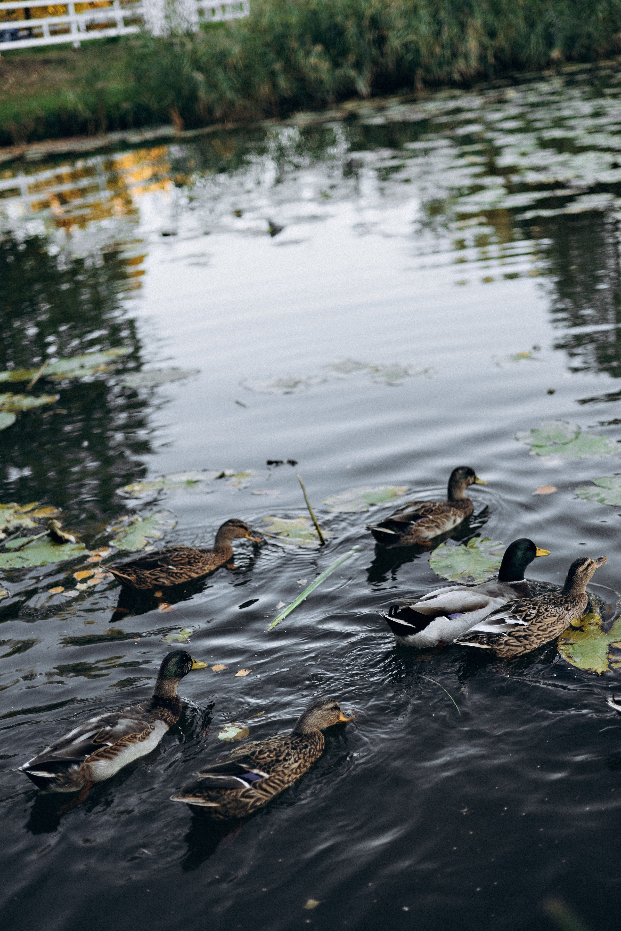 Илья, Наташа и Эмилия. Juliashtondic. photo