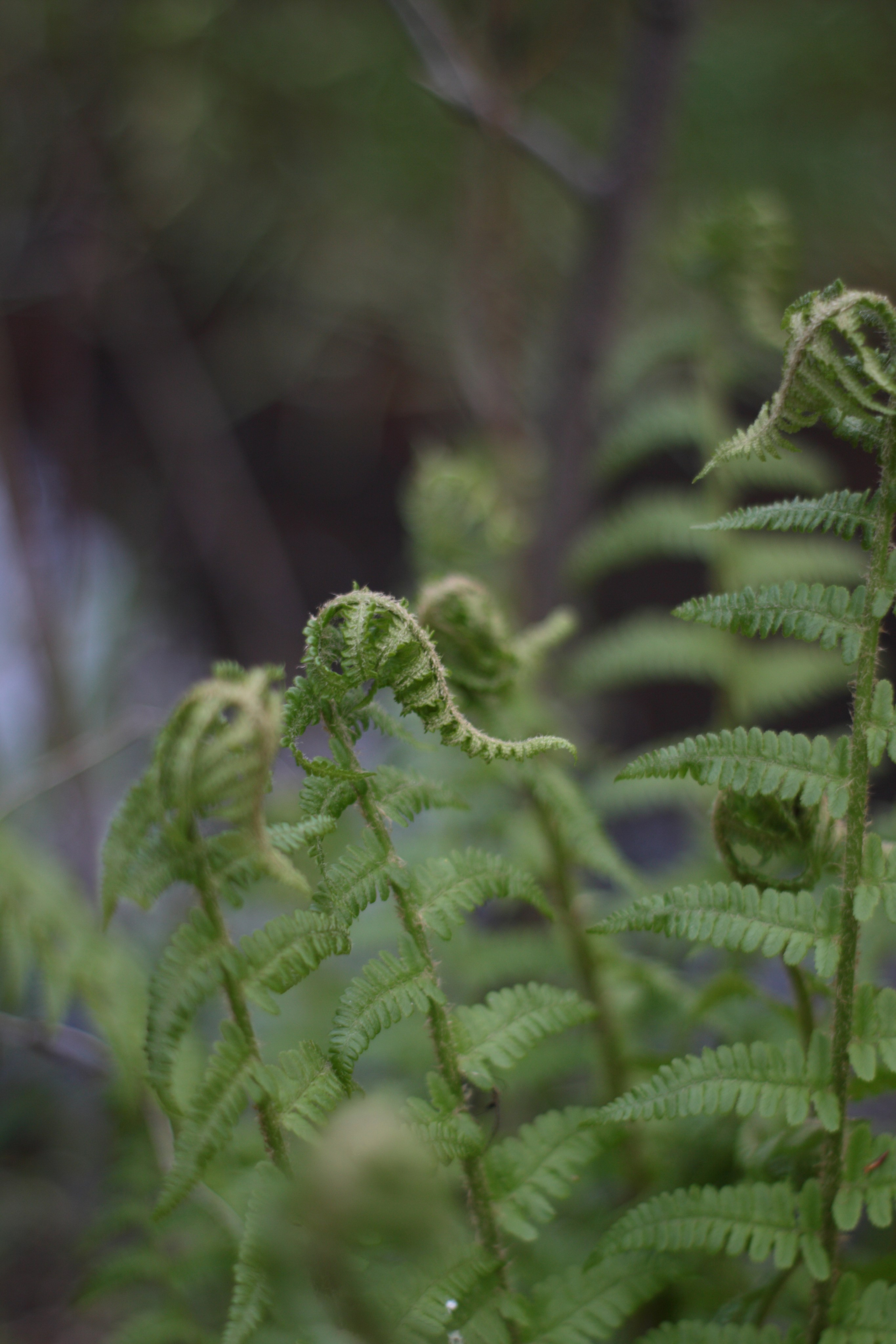 Старое природное, отбирала Katamount (Катерина Горохова). Главная