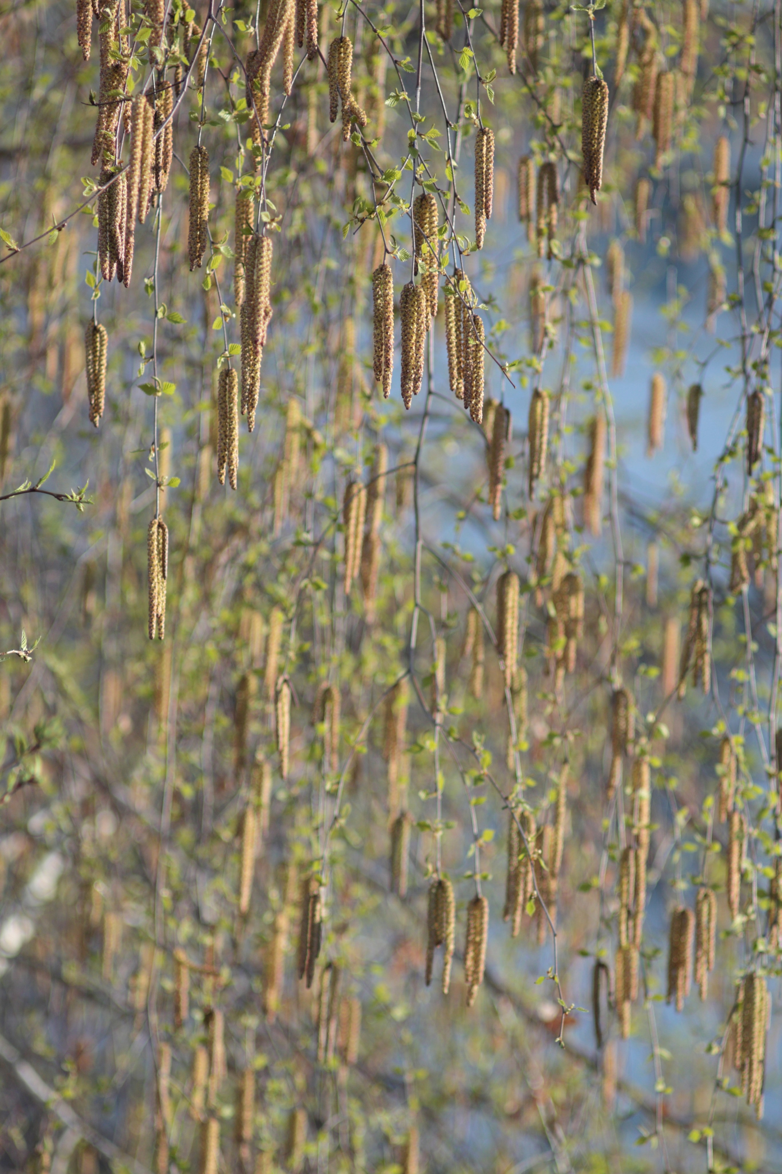 Старое природное, отбирала Katamount (Катерина Горохова). Главная