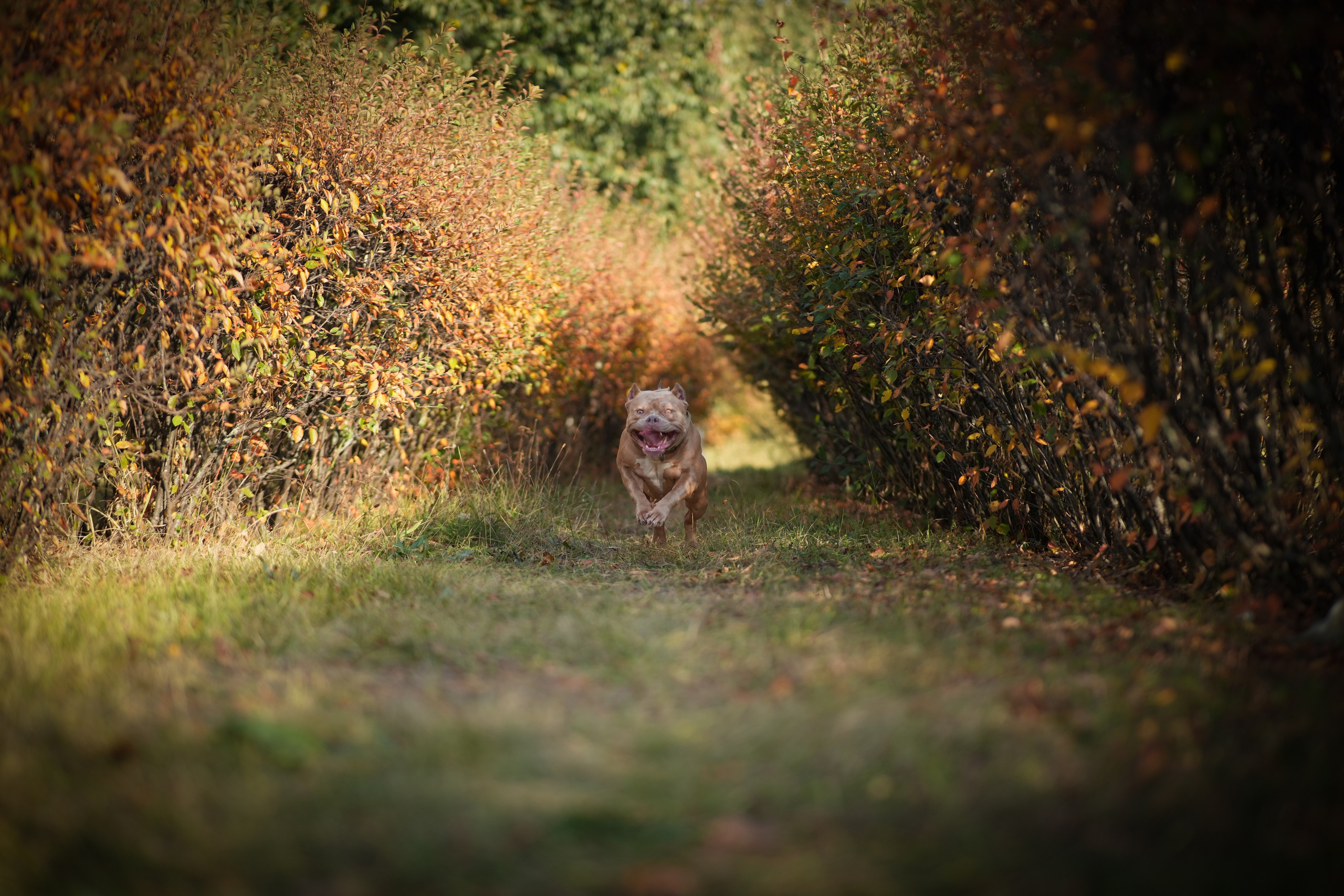 АмБулли Адель. Фотограф-анималист Асадова