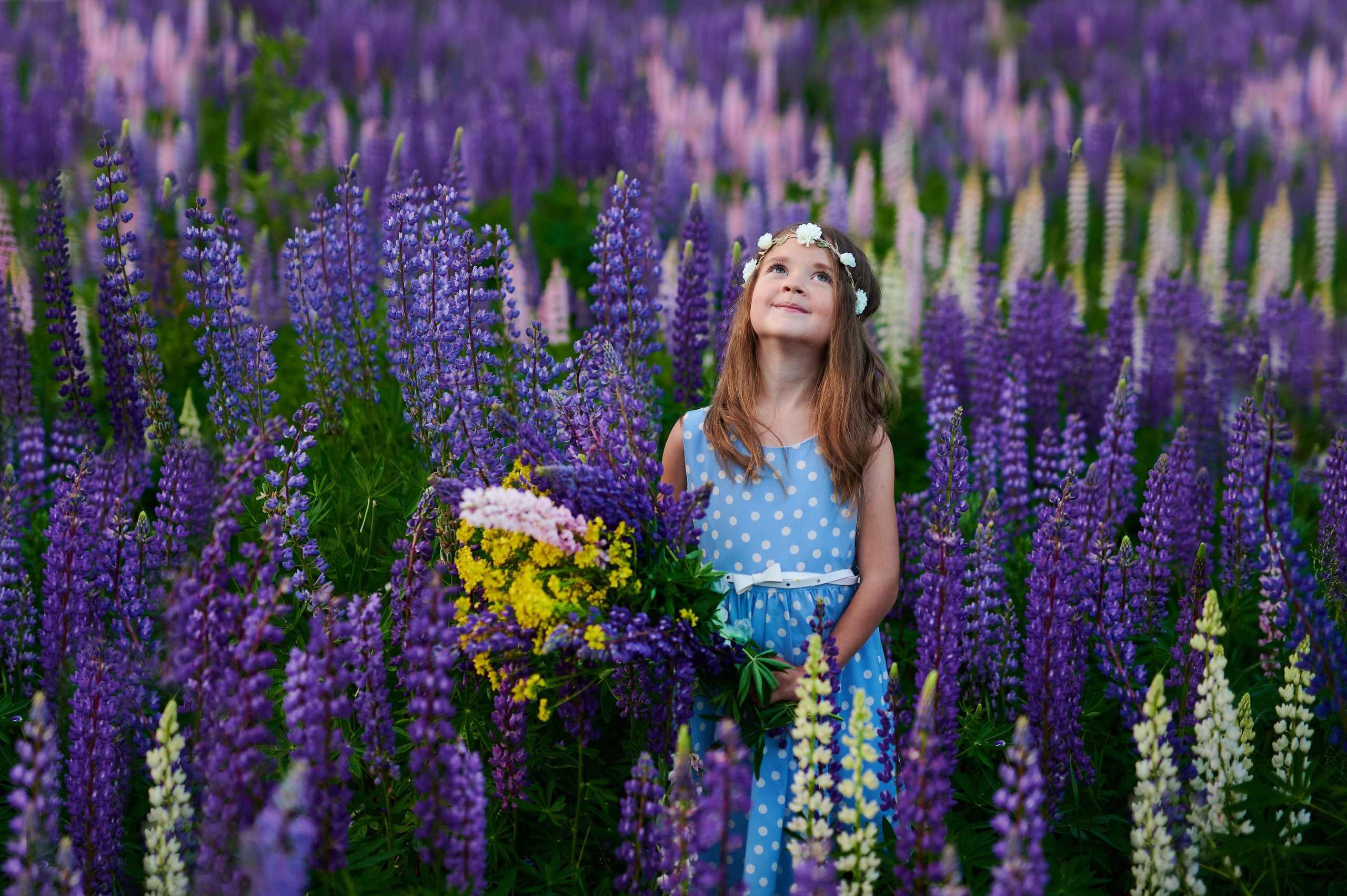 Счастье в люпинах. Портретный, семейный и свадебный фотограф в Санкт-Петербурге и в Пушкине Ширяев Денис