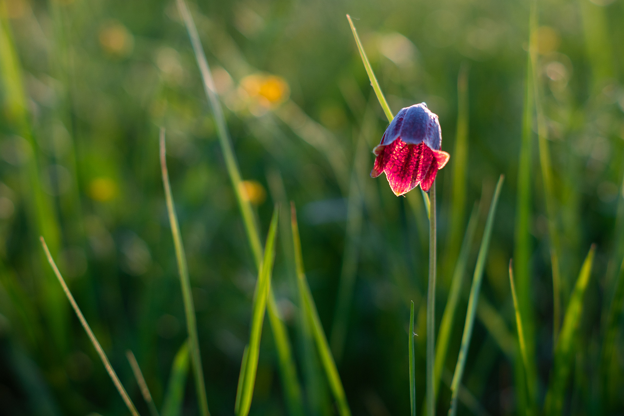 В мире цветов. Пейзажный фотограф Руслан Лукманов