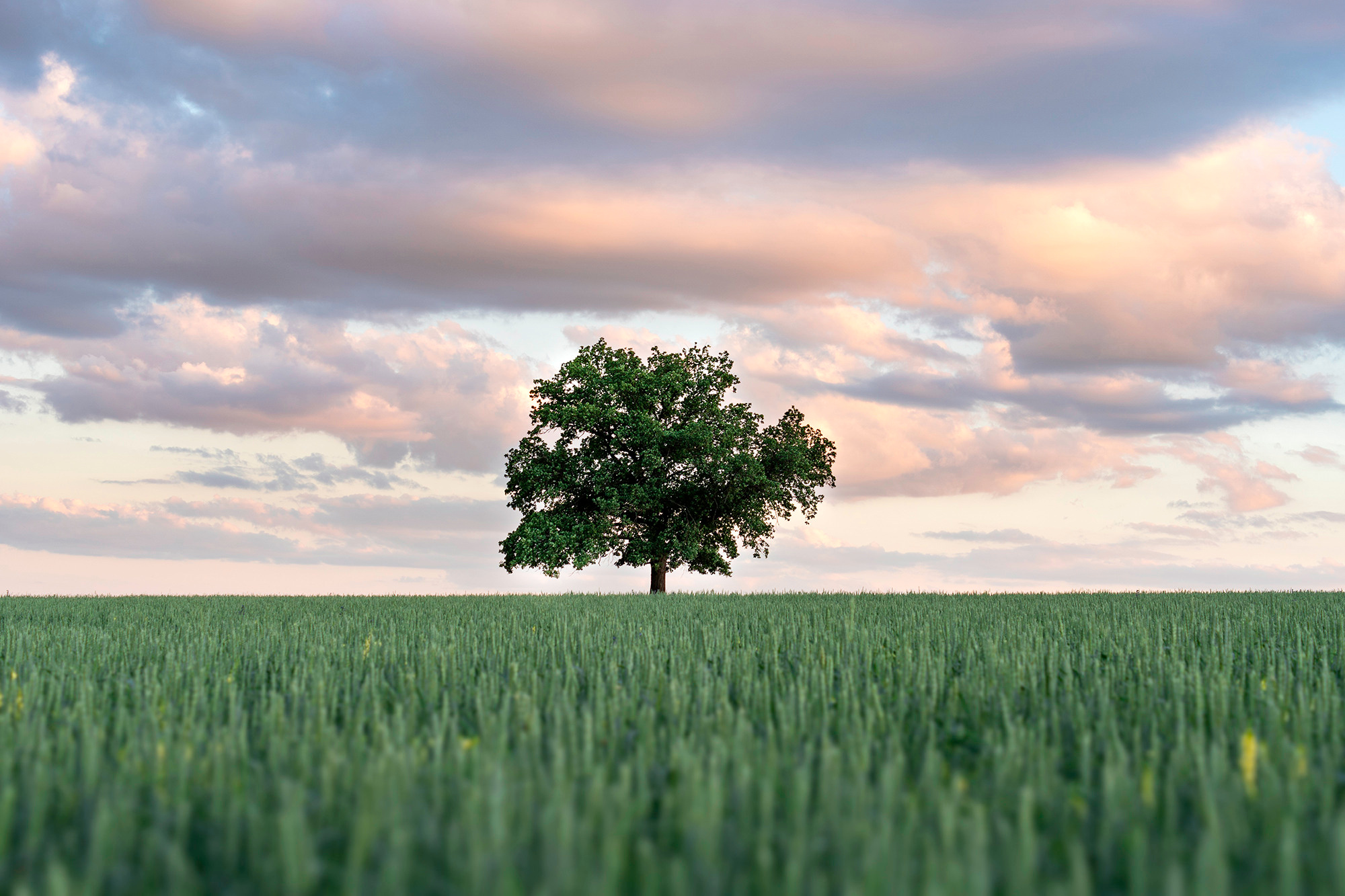 Никифарово