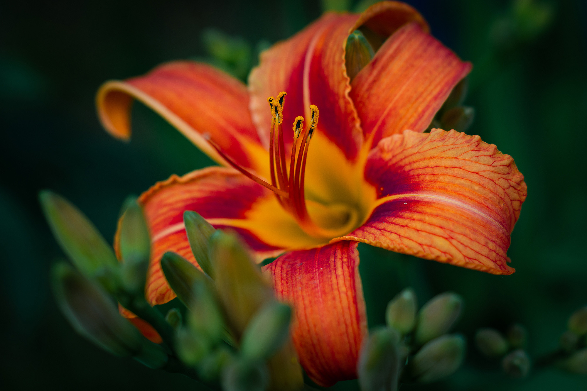 В мире цветов. Пейзажный фотограф Руслан Лукманов