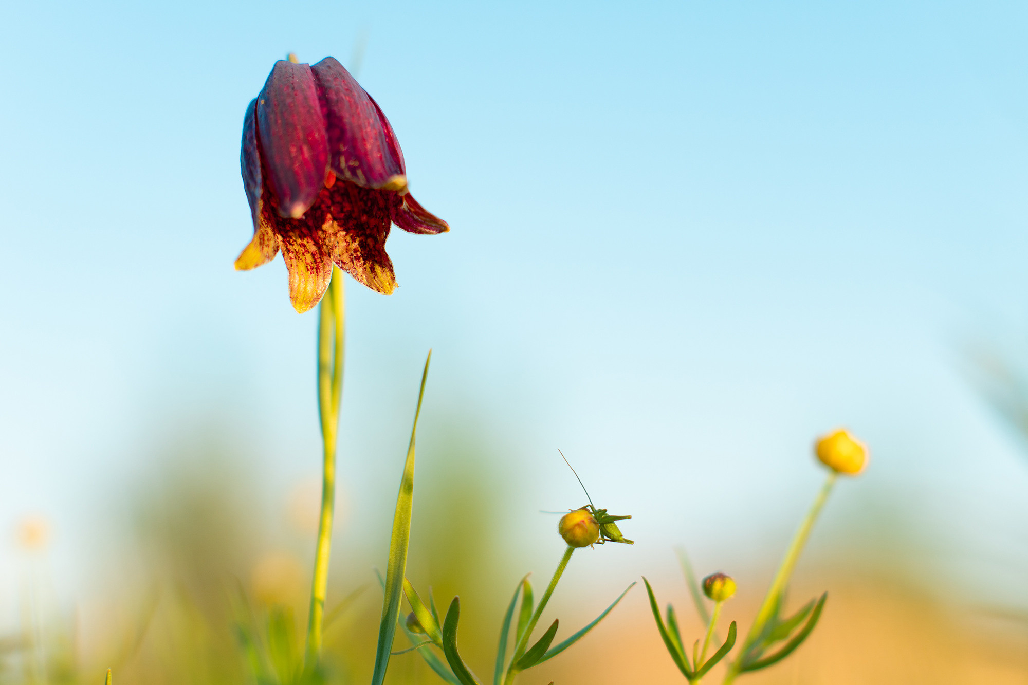 В мире цветов. Пейзажный фотограф Руслан Лукманов