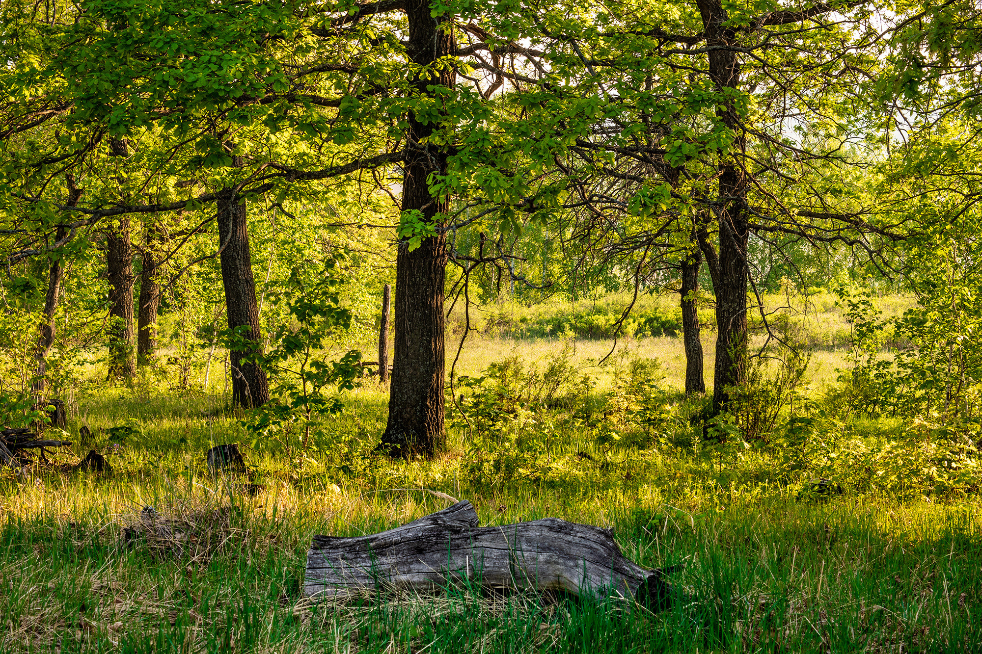 Никифарово Альшеевский район