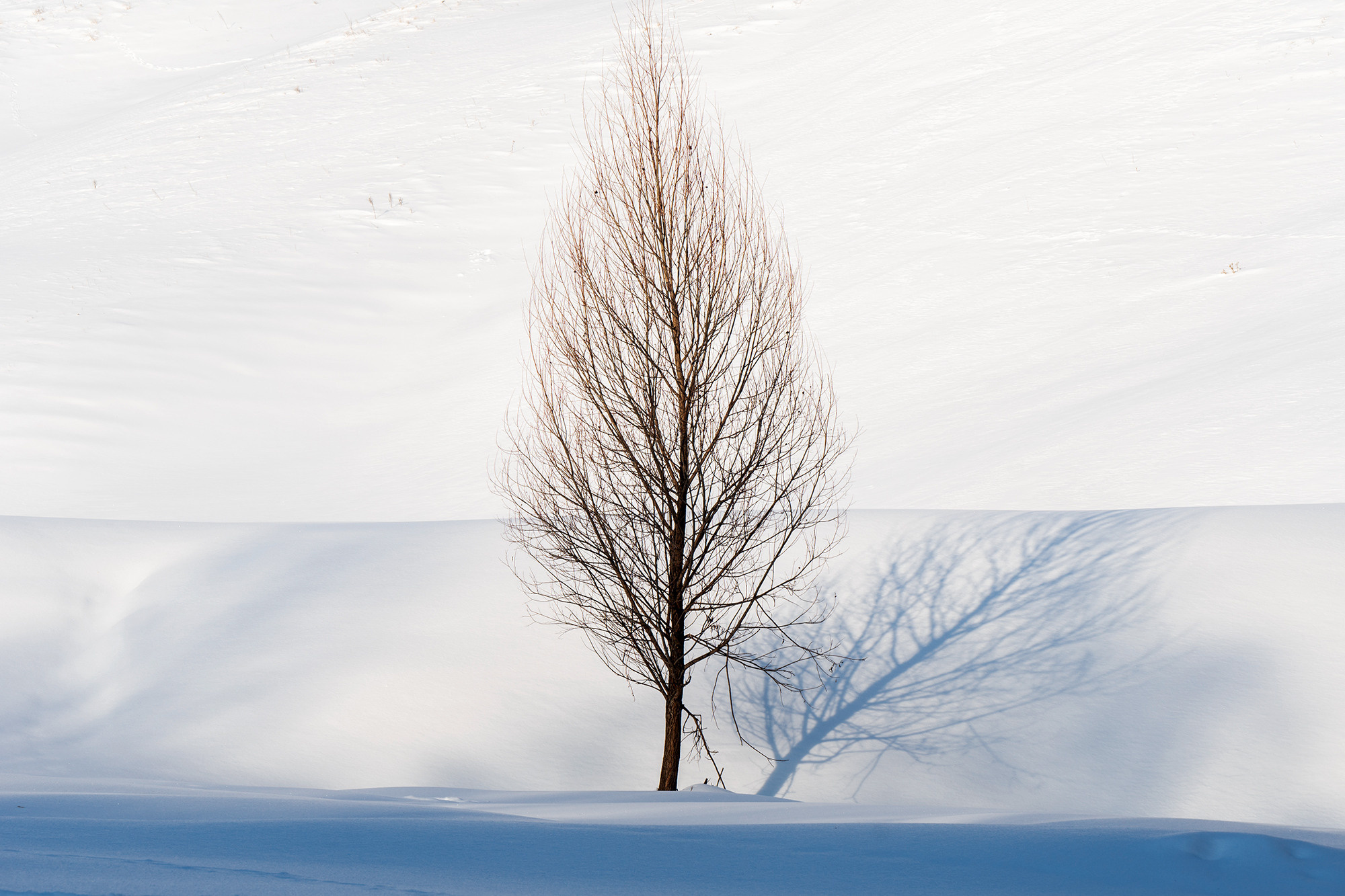 Зимний лес. Пейзажный фотограф Руслан Лукманов