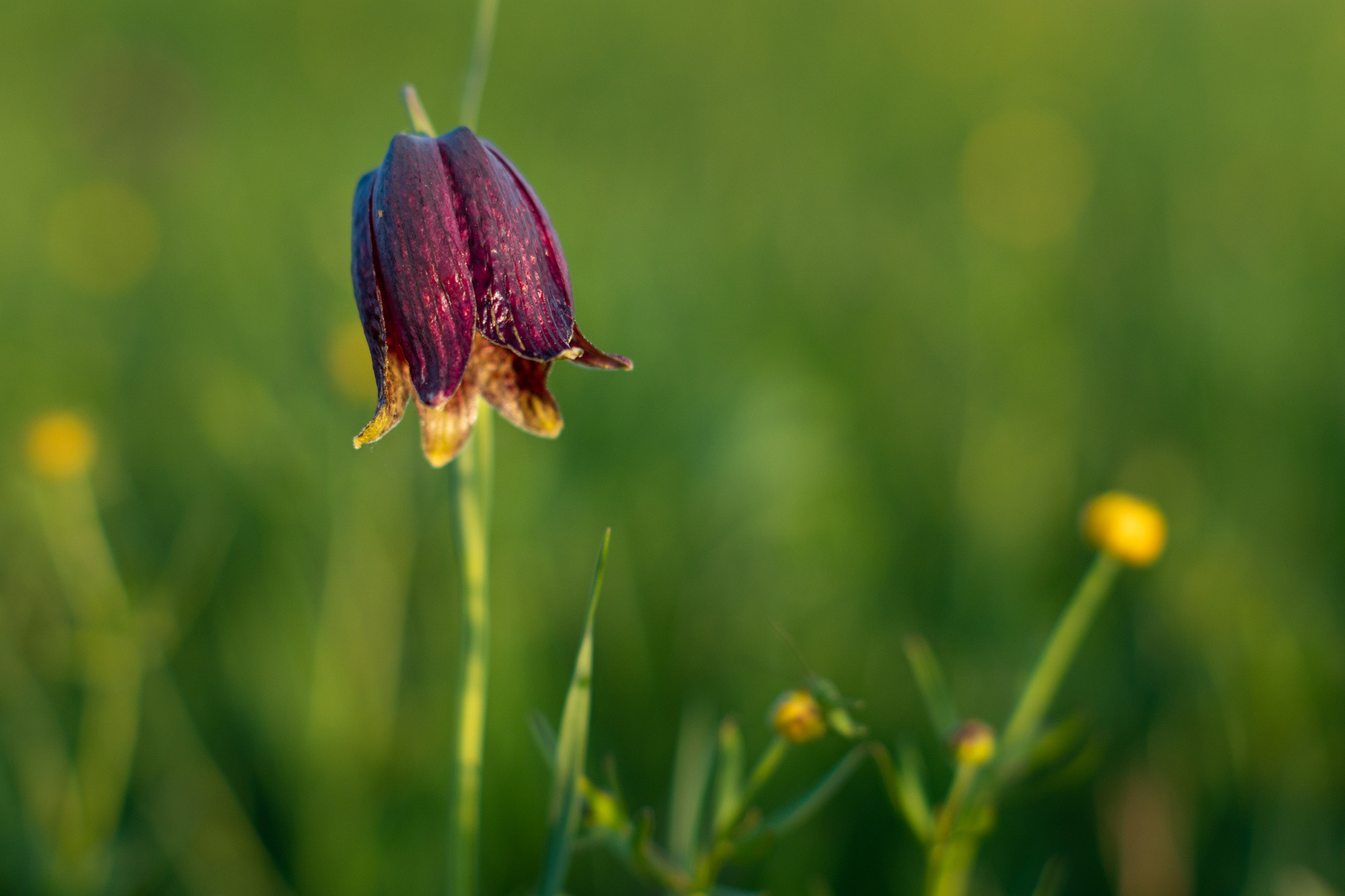 В мире цветов. Пейзажный фотограф Руслан Лукманов