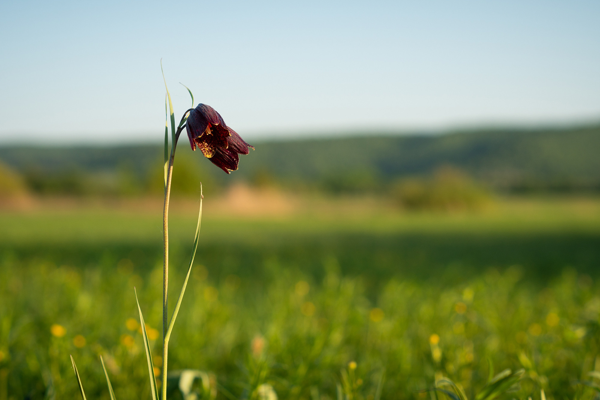 В мире цветов. Пейзажный фотограф Руслан Лукманов