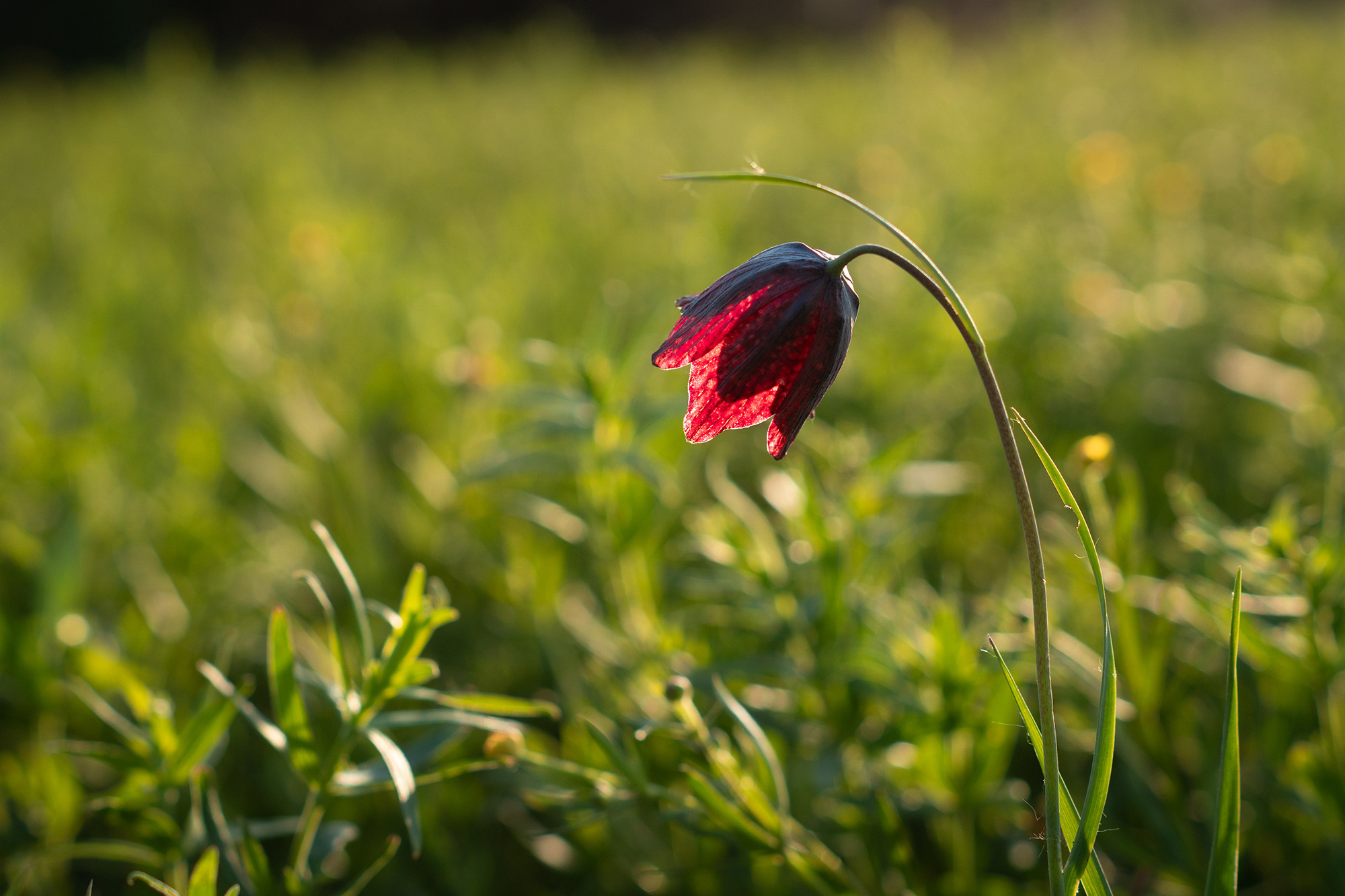 В мире цветов. Пейзажный фотограф Руслан Лукманов