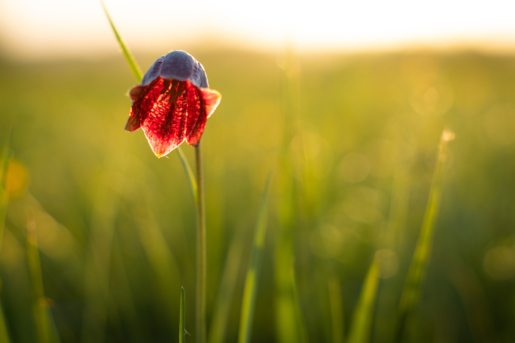 В мире цветов. Пейзажный фотограф Руслан Лукманов