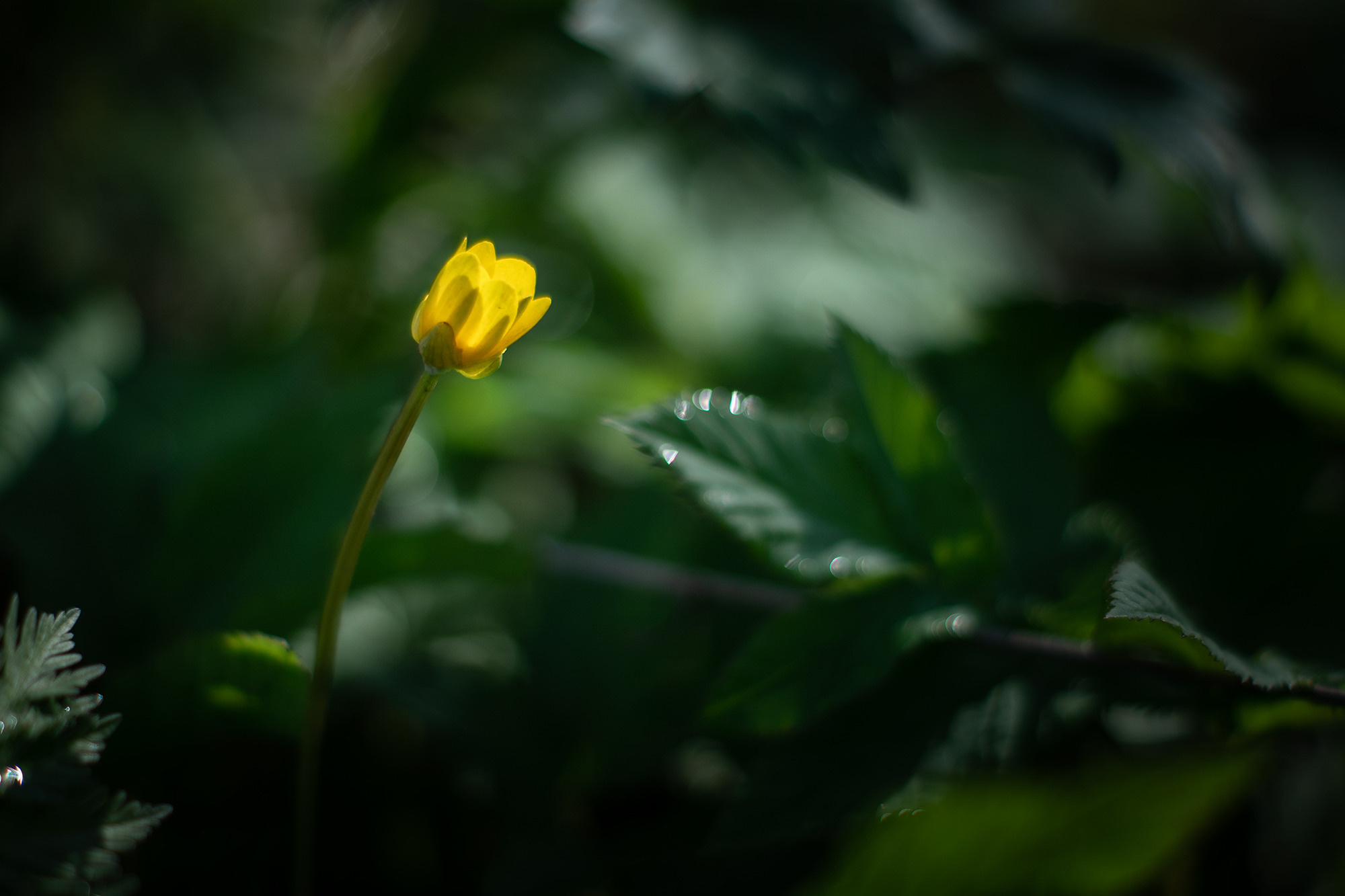 В мире цветов. Пейзажный фотограф Руслан Лукманов