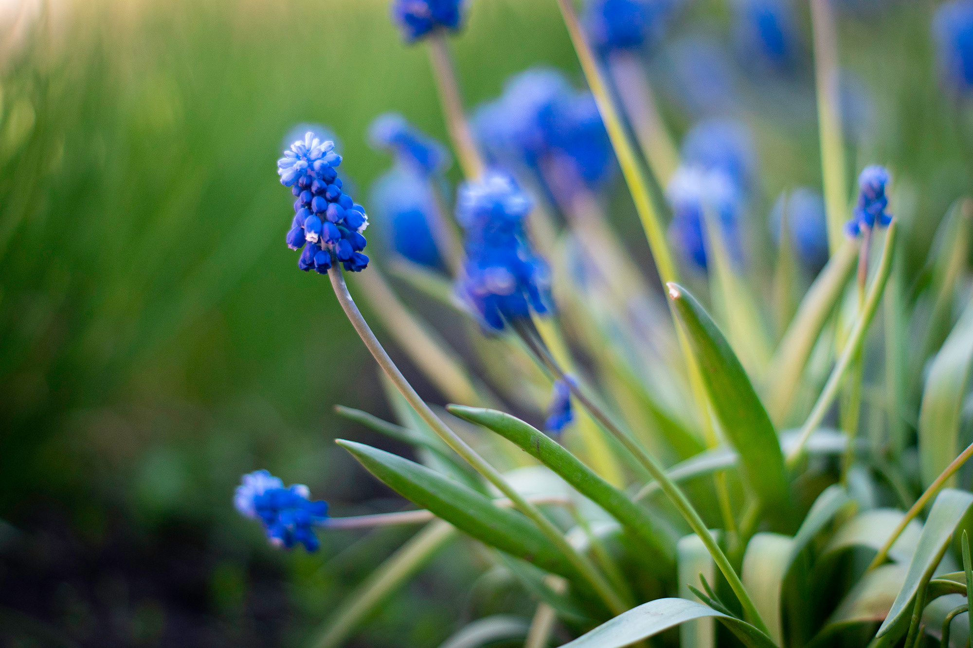 В мире цветов. Пейзажный фотограф Руслан Лукманов