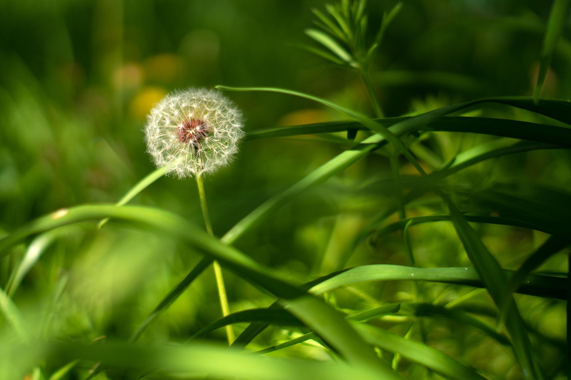 В мире цветов. Пейзажный фотограф Руслан Лукманов