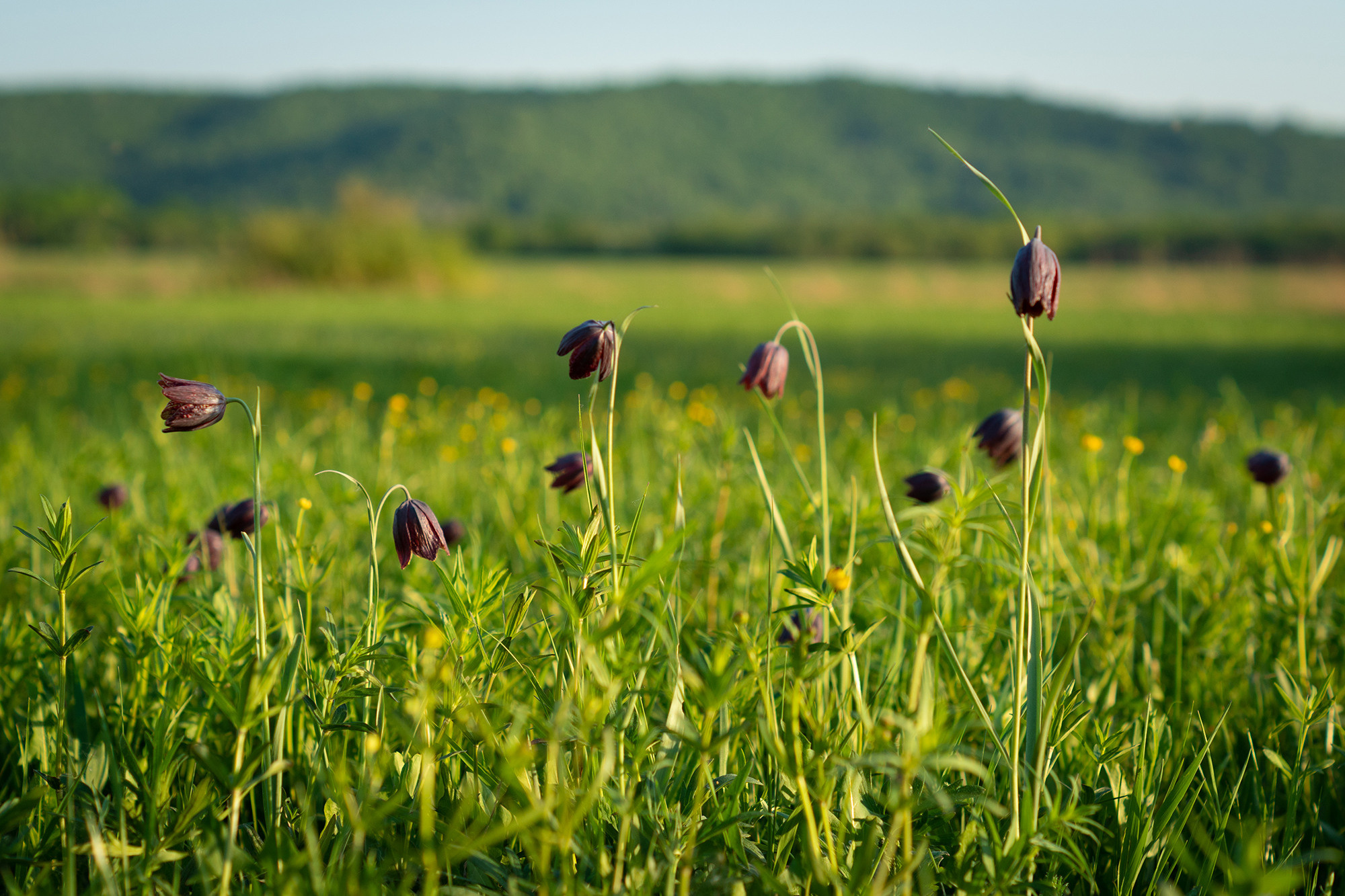В мире цветов. Пейзажный фотограф Руслан Лукманов