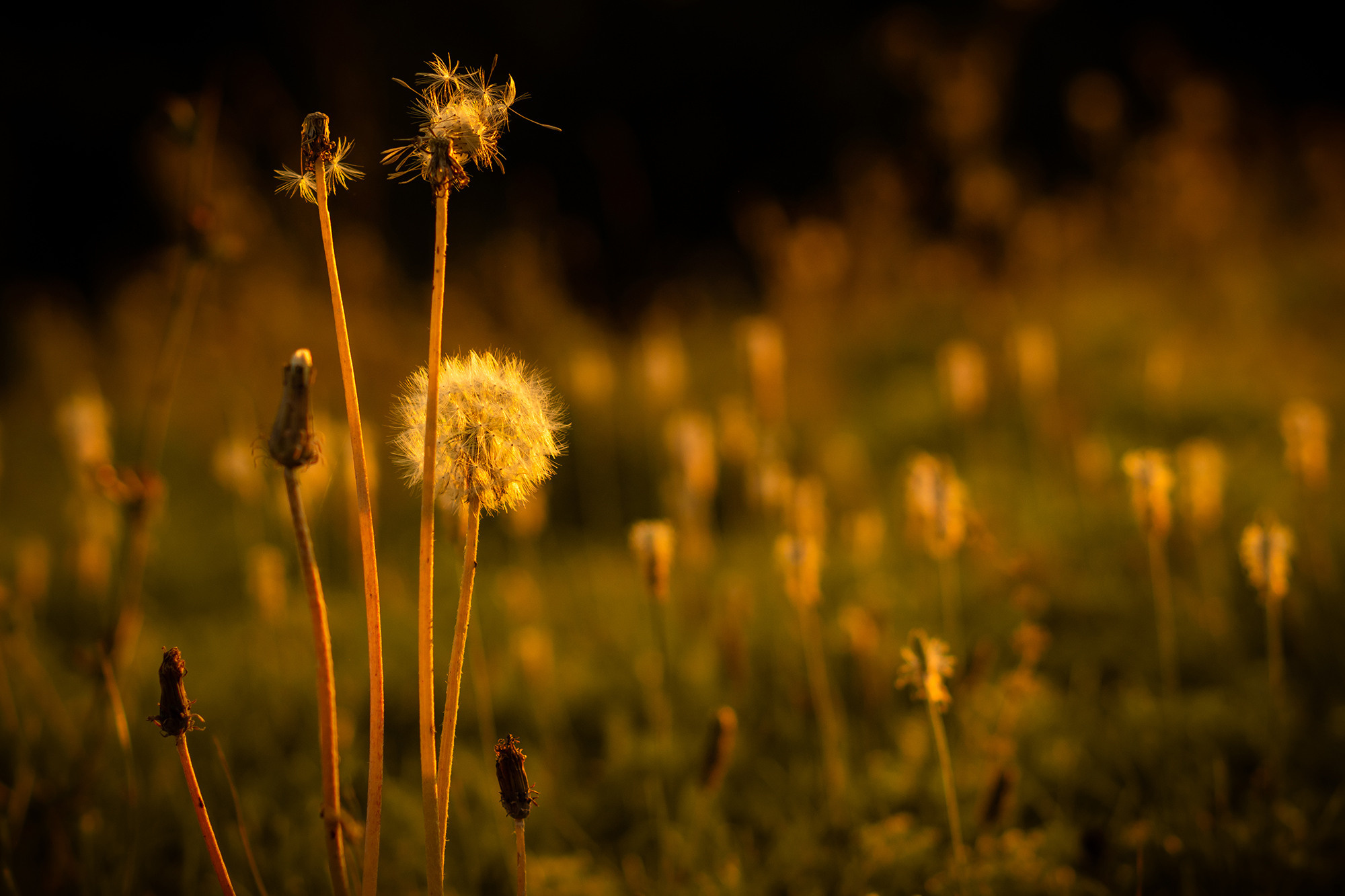 В мире цветов. Пейзажный фотограф Руслан Лукманов