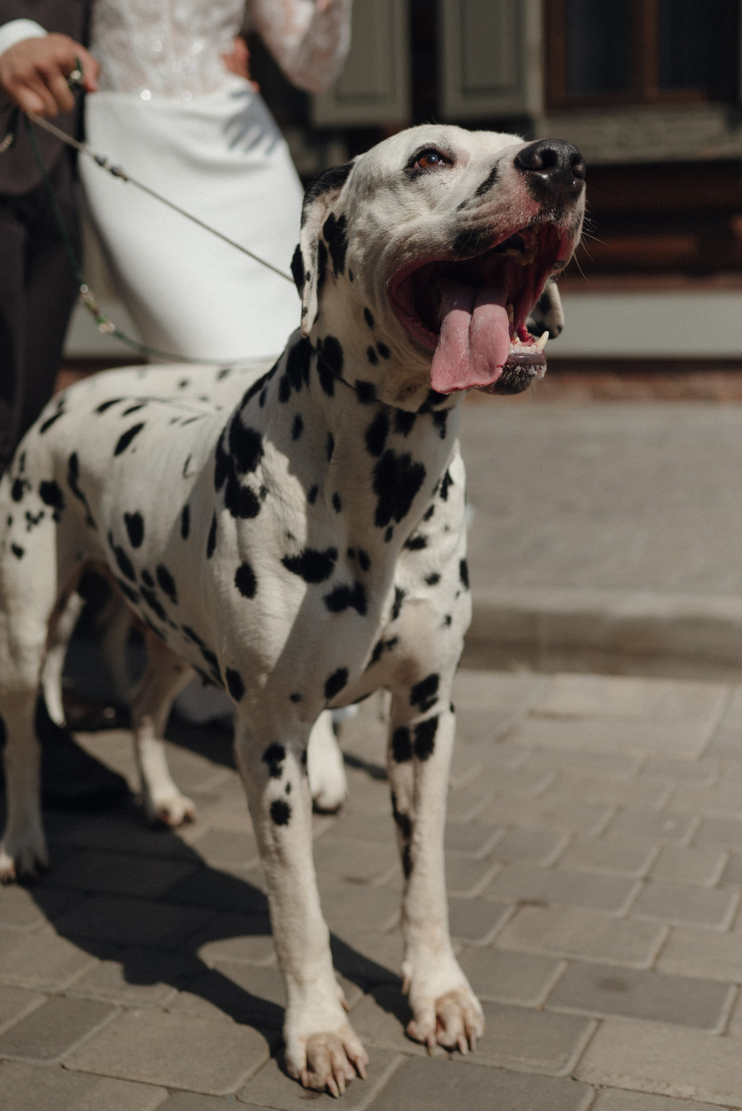 Кирилл и Анастасия. Свадебный фотограф Надежда Долгова
