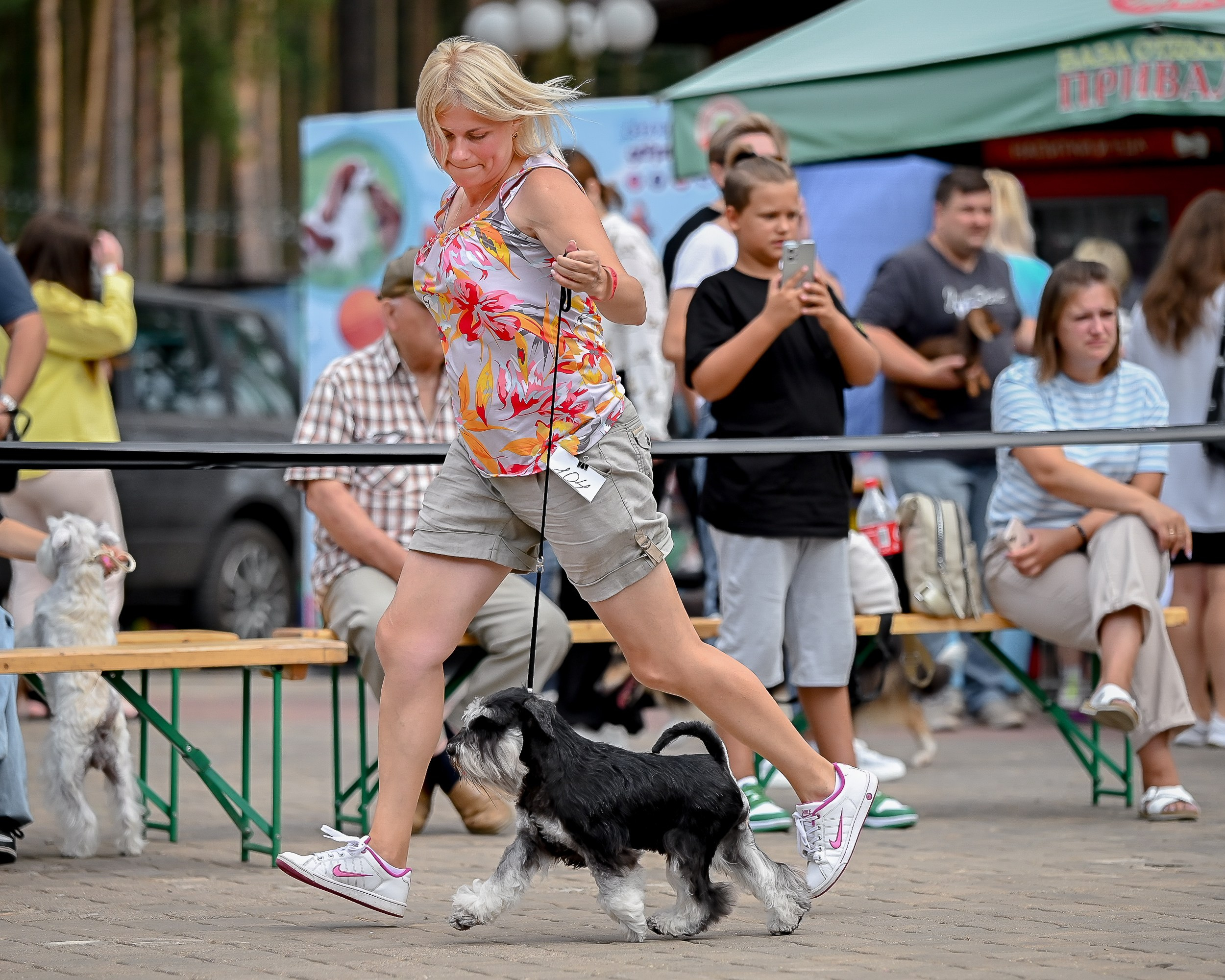 Тахо/ Delinso Balance Onyrico Tahoe. Питомник цвергшнауцеров в Беларуси «Делинсо Бэлэнс»