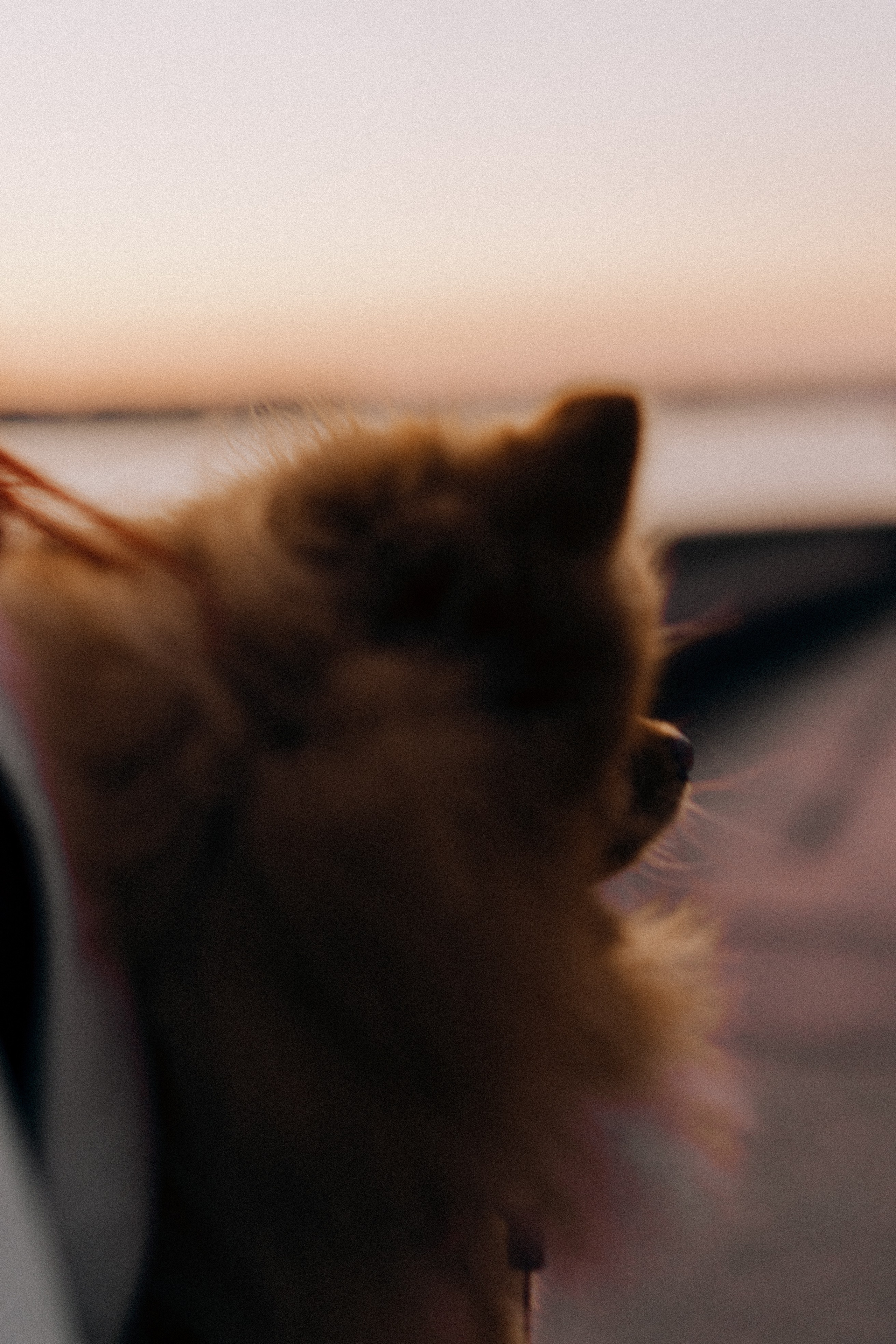 РАССВЕТНАЯ ИСТОРИЯ. Профессиональный фотограф, Санкт-Петербург — Виктория Богомолова