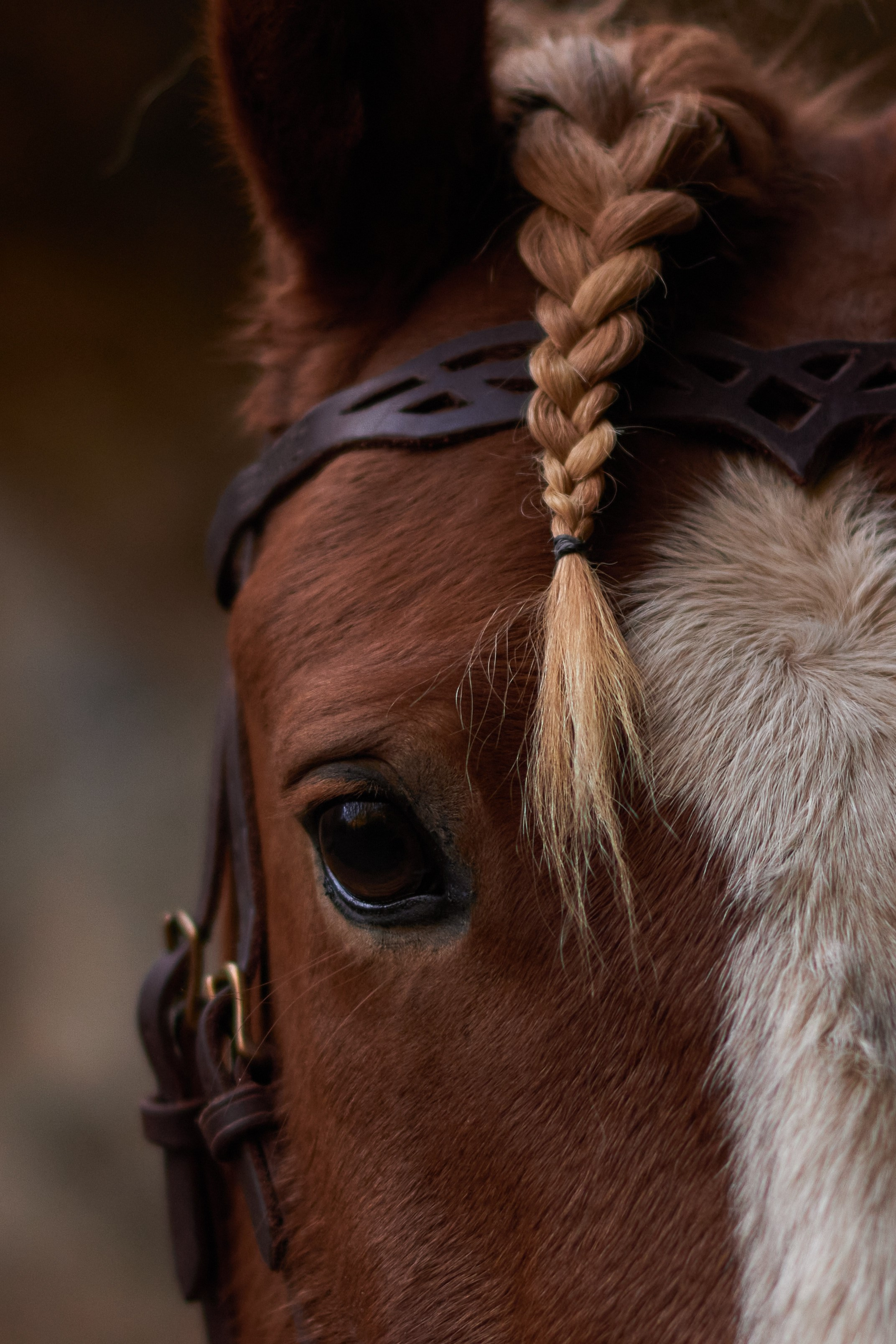 Вёльва. Фотограф в Севастополе