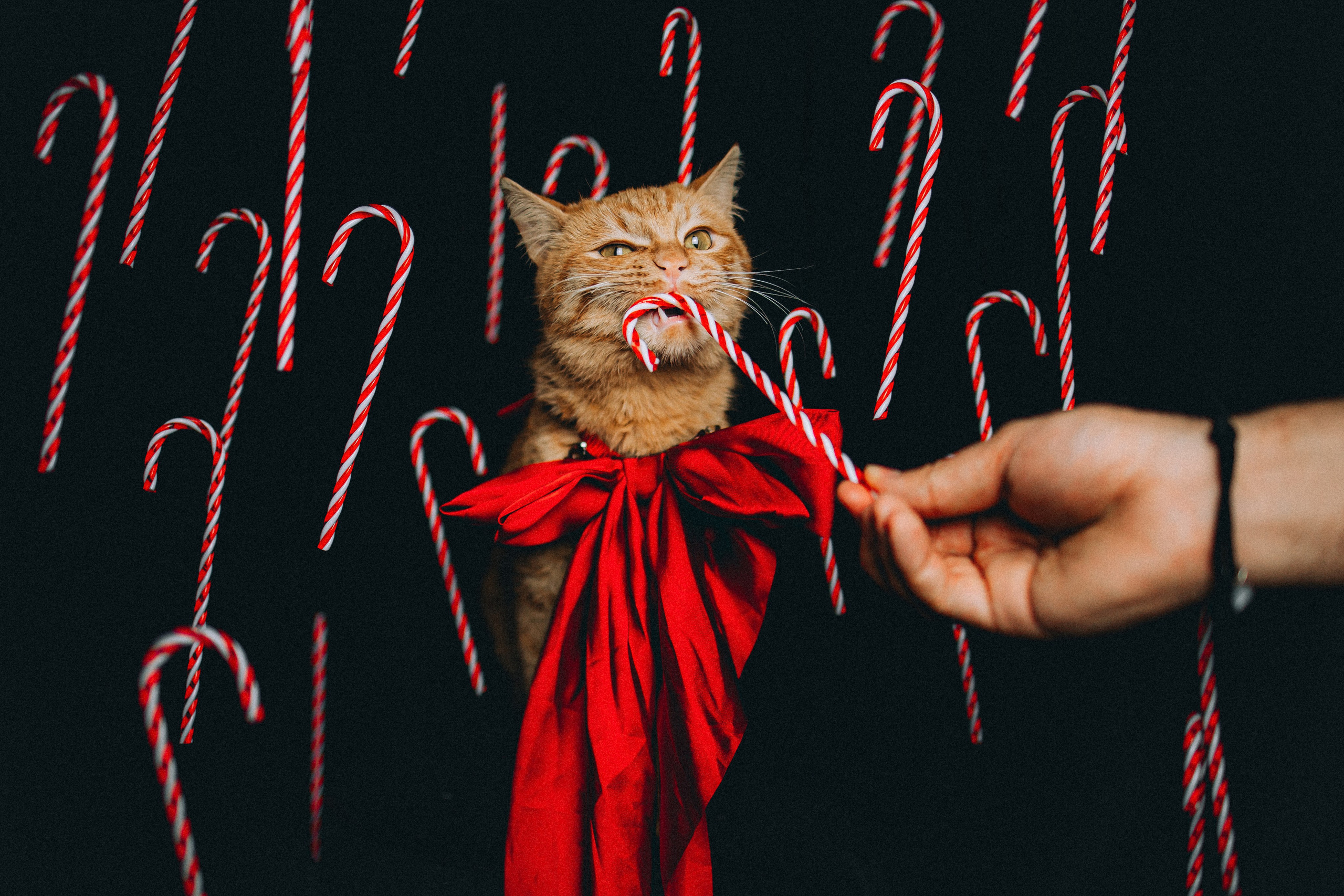 Джек, Бет и Кову