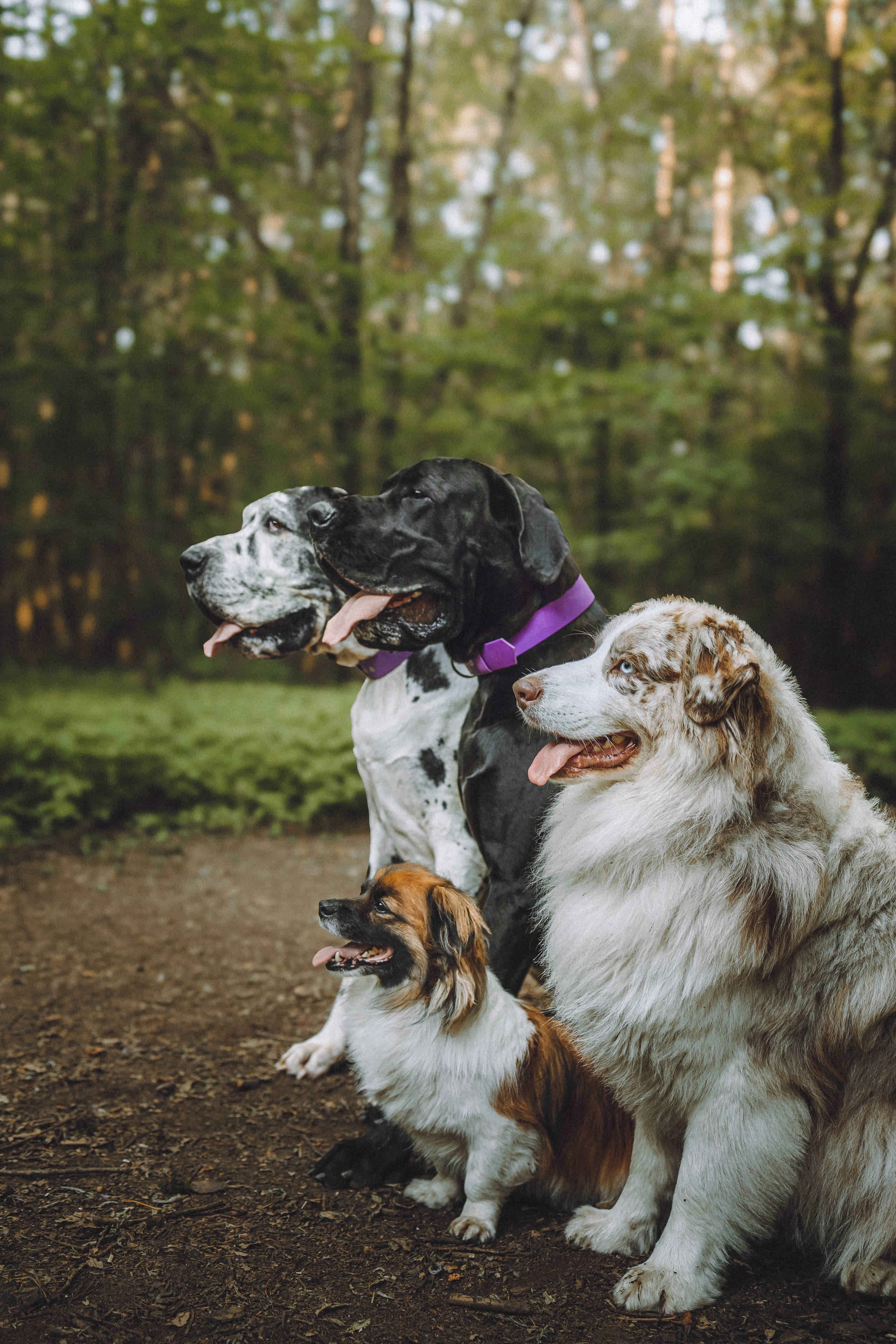 Катя, Андрей, Гектор, Ричи, Тортик и Трой