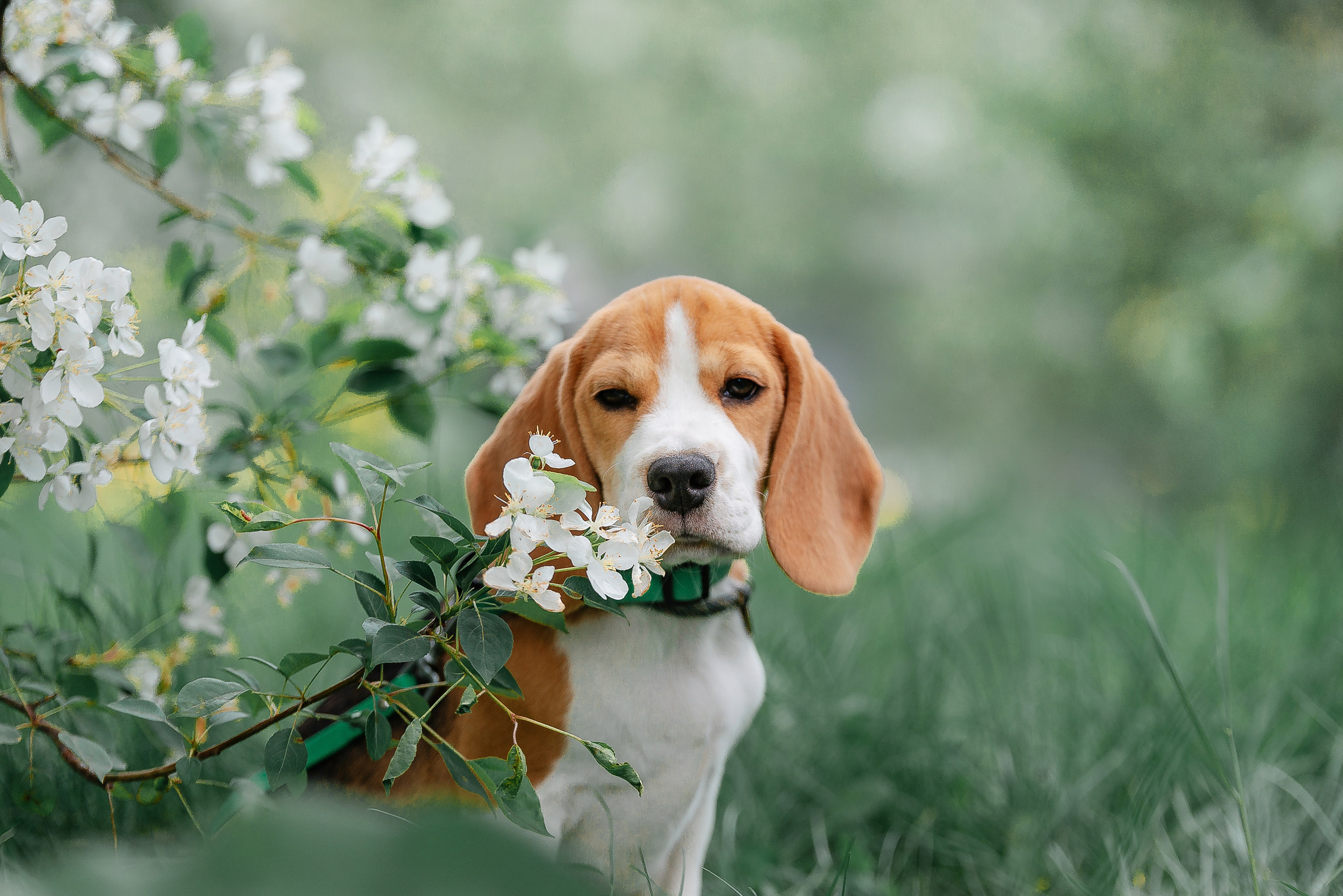 Настя и Баритон. Фотограф-анималист Анастасия Парфенова|Екатеринбург