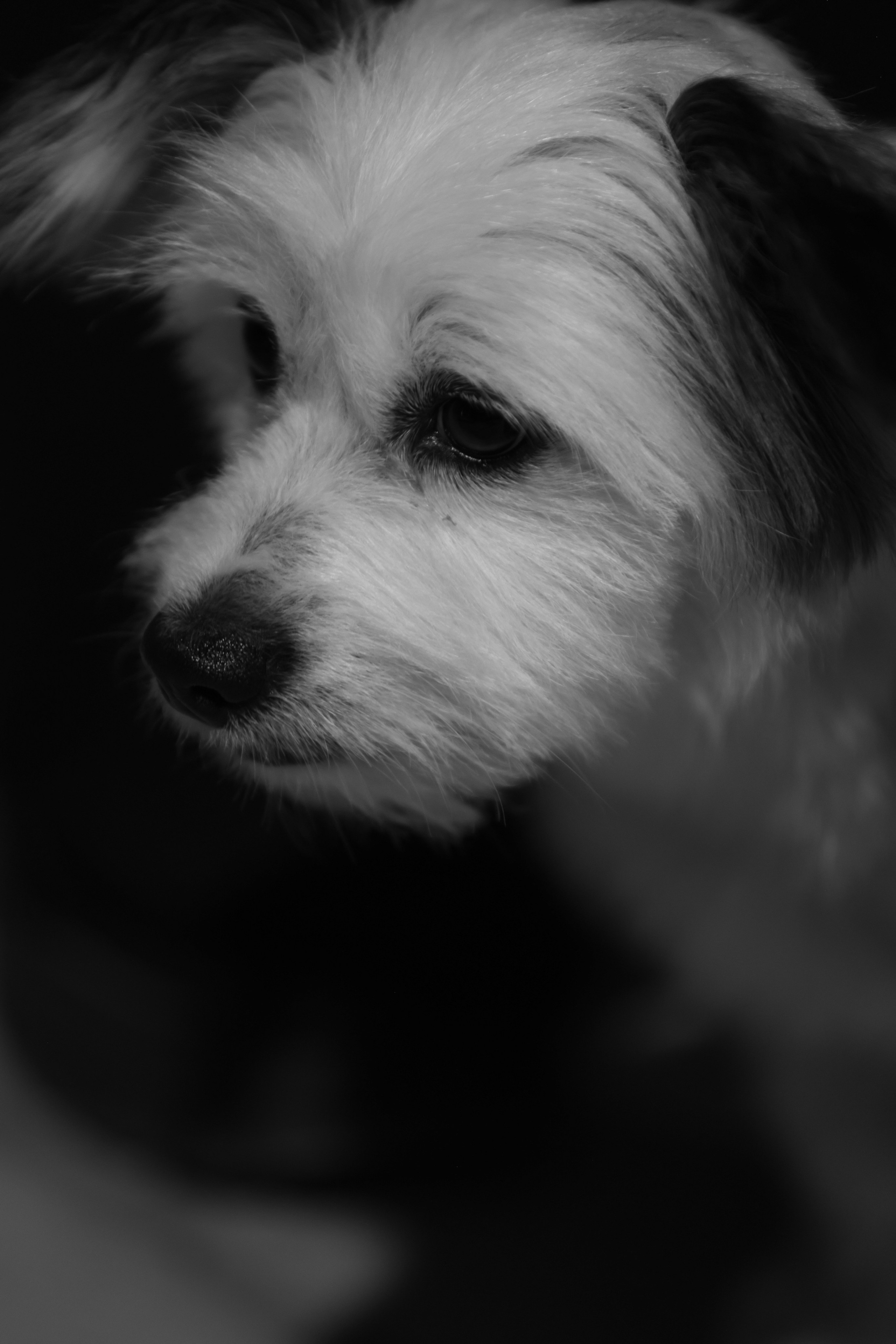 AUXI | ME&MY DOG. Fashion Фотограф в СПб Yana Kochkina