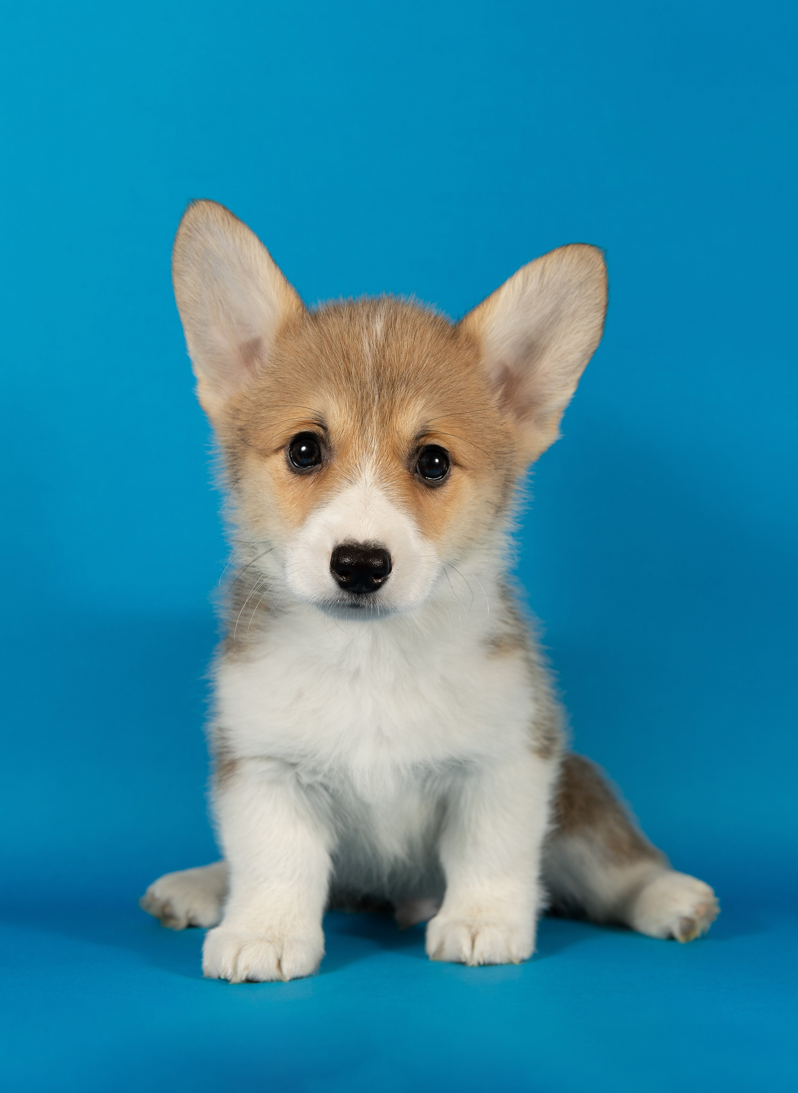 Корги (студия). Фотограф-анималист в Москве, МО и Владимире