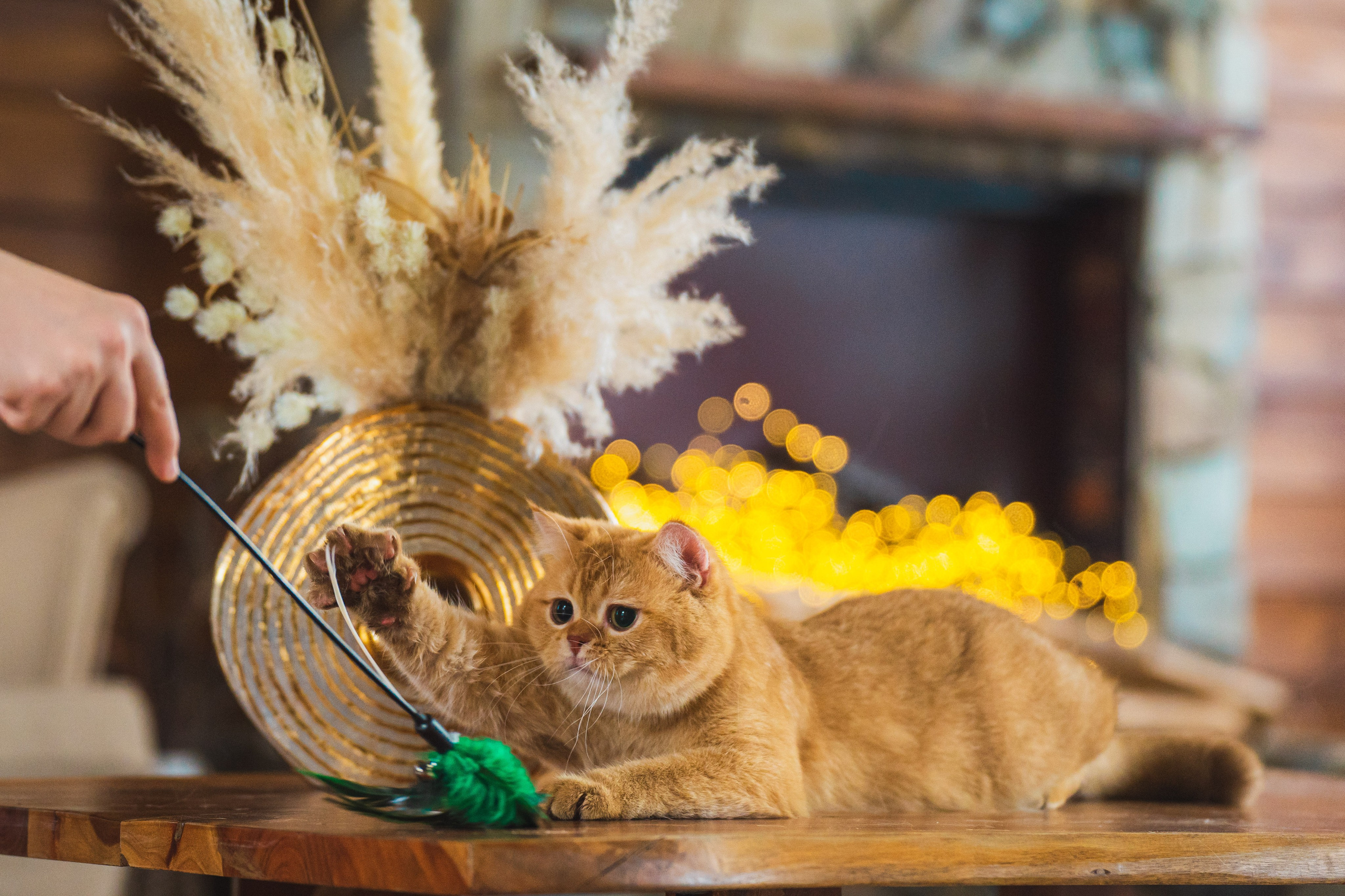 Питомник Шотландских кошек. Фотограф в Москве Ленарская Дарья