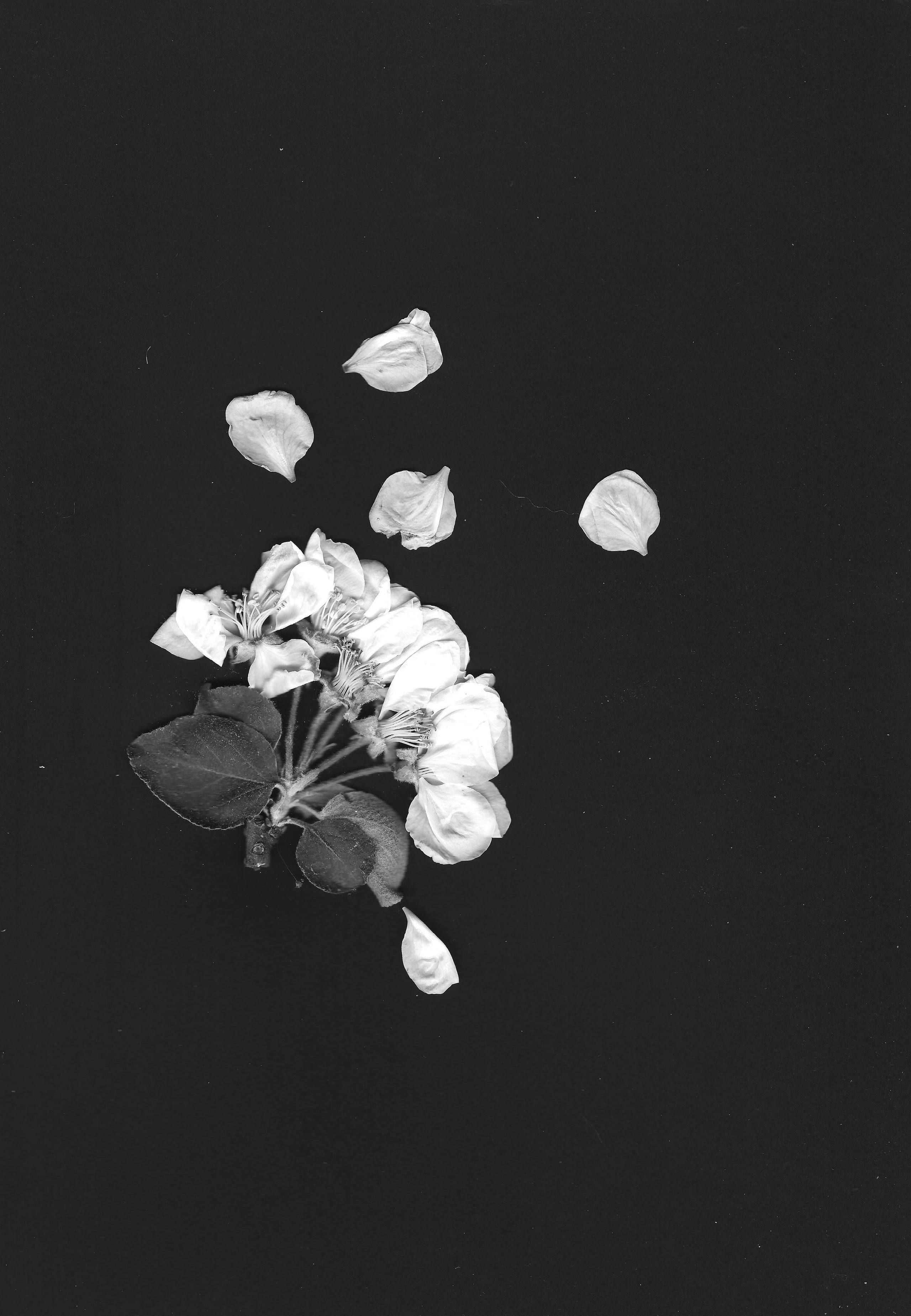 Флегонт. Anna Vishnevskaya