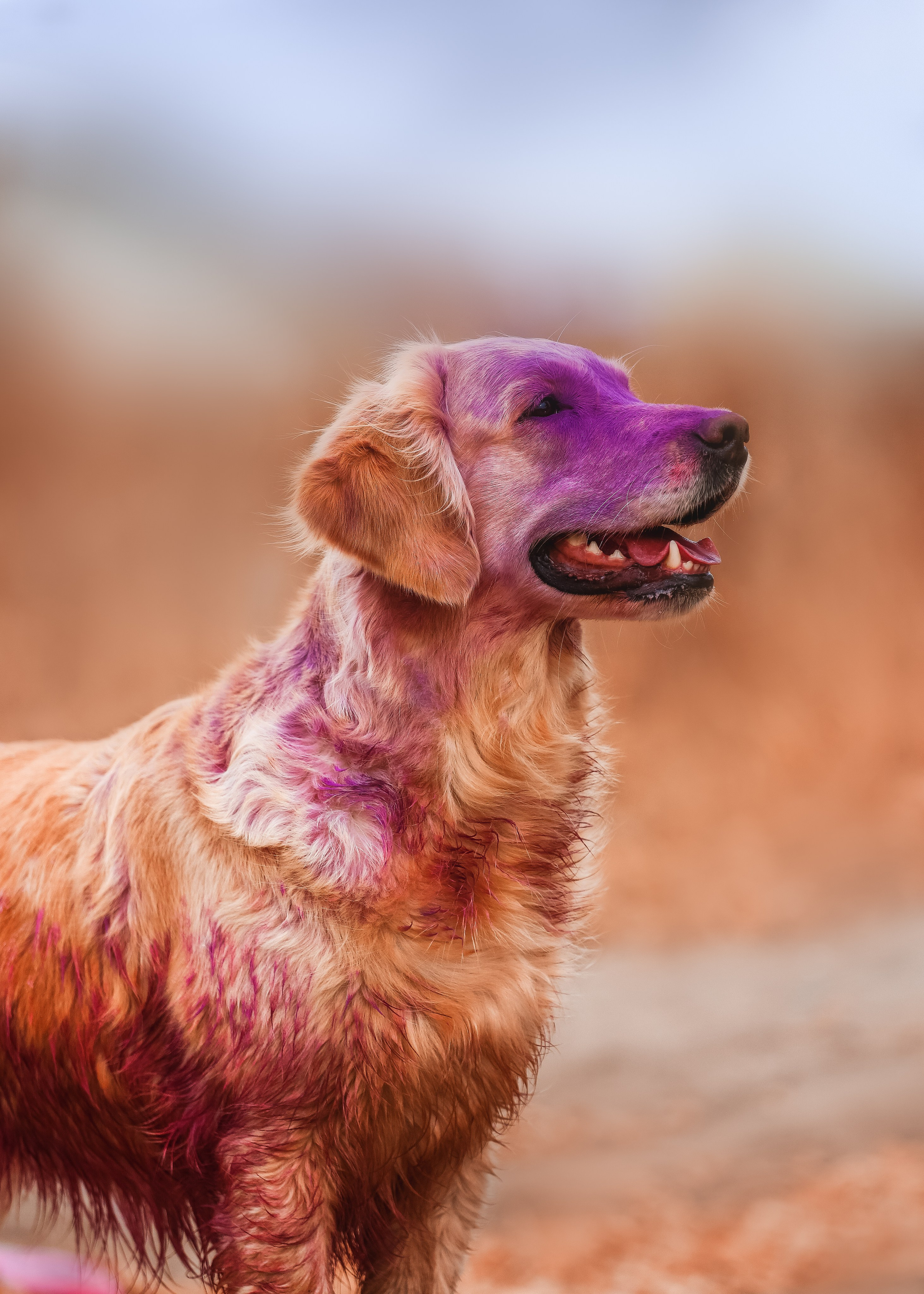 Ланди. Питомник Грааль Гардарика