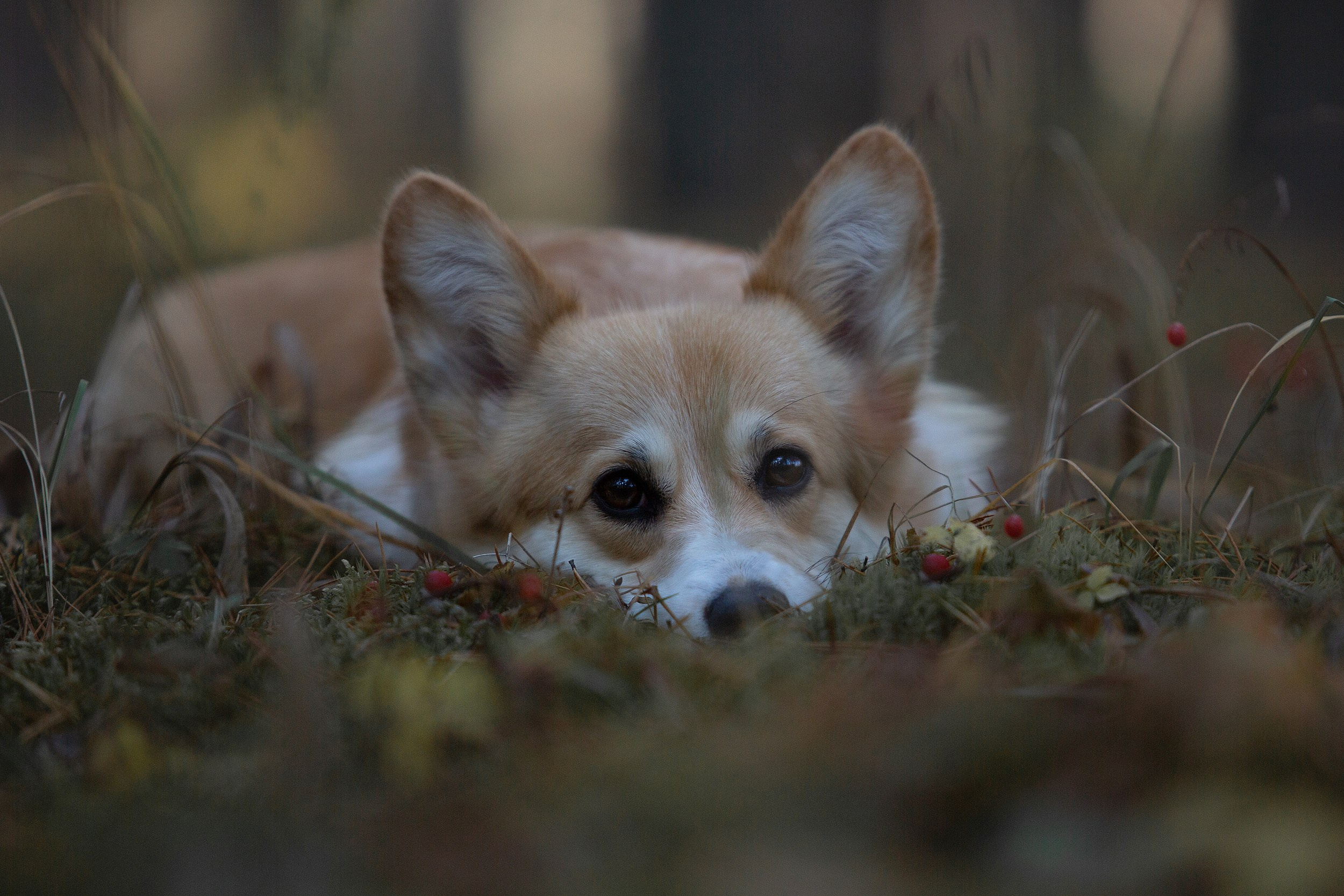 Собаки. Фотограф-анималист Юлия Удовенко