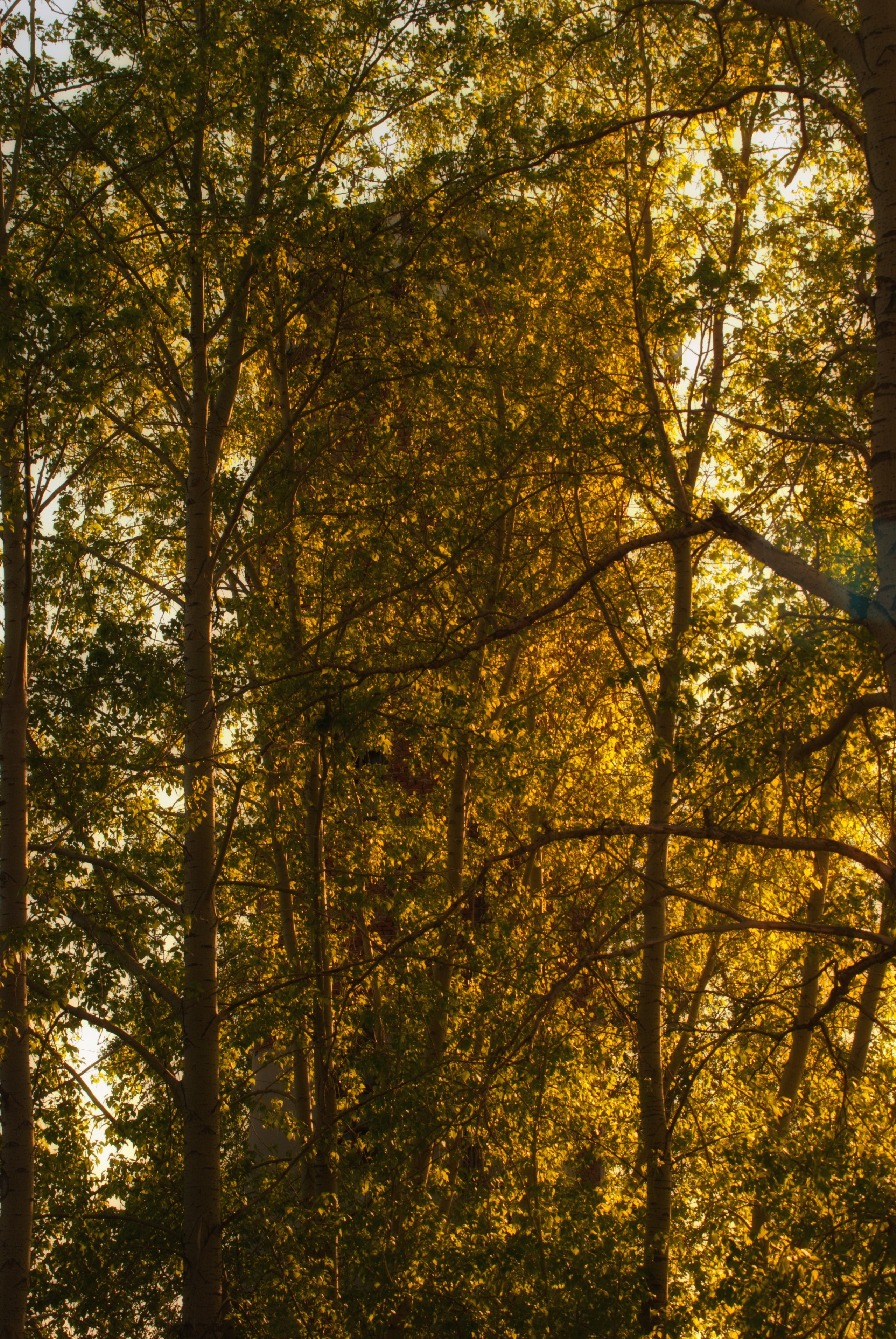 Этот прекрасный мир